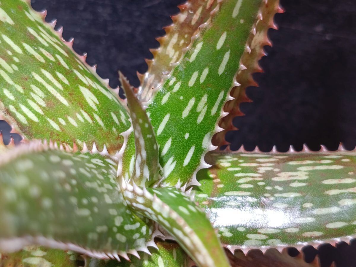 Agave parryi アガベ パリー フレキシスピナ | サボテンと多肉植物の店