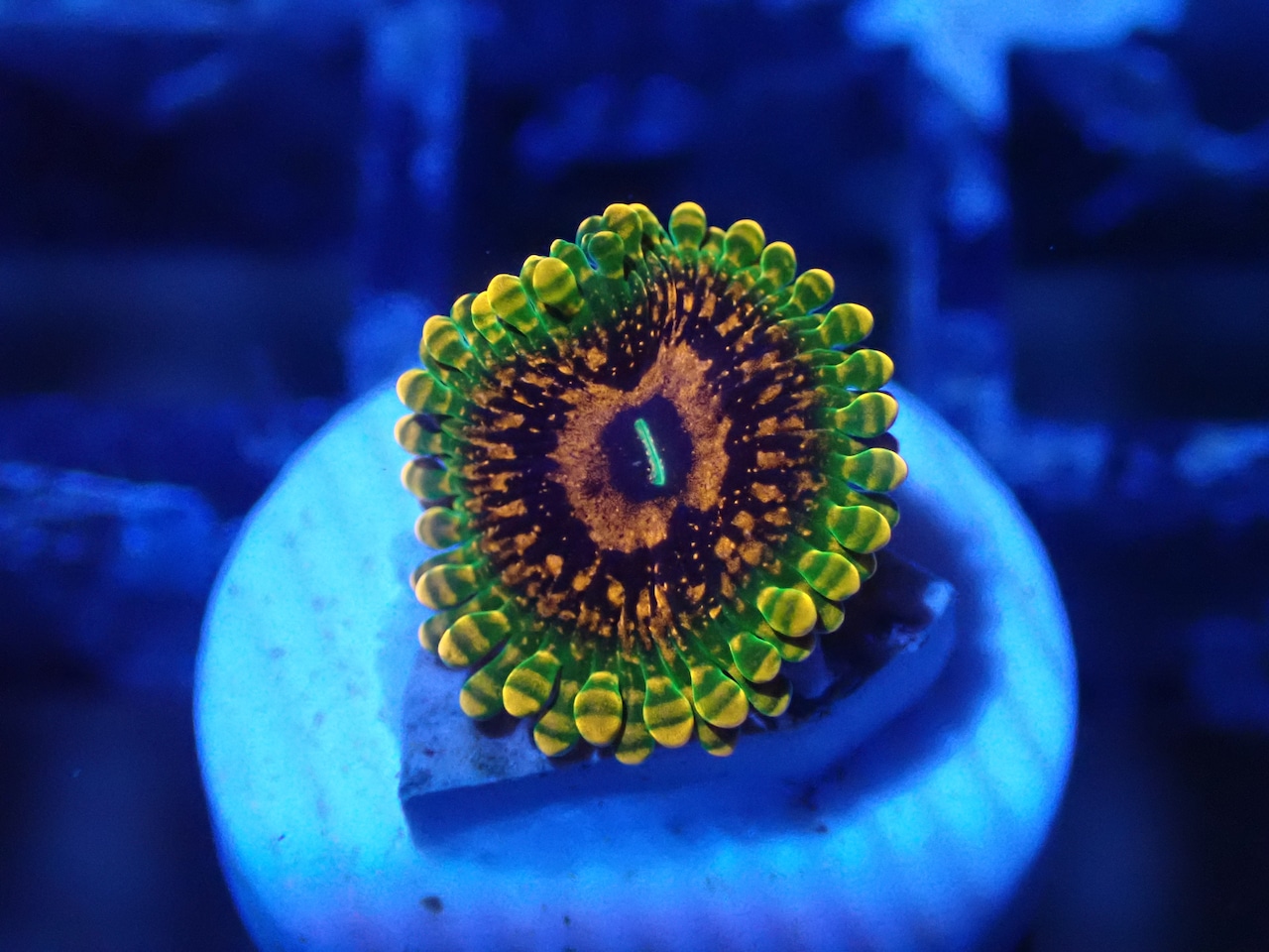 BossCollection GrandMasterKrakatoa 3