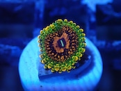 BossCollection GrandMasterKrakatoa 3