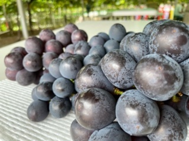 『朝どり・冷蔵保存なし』くぬぎ園にお任せ「黒ぶどう」3種類約２kg　先着20セット