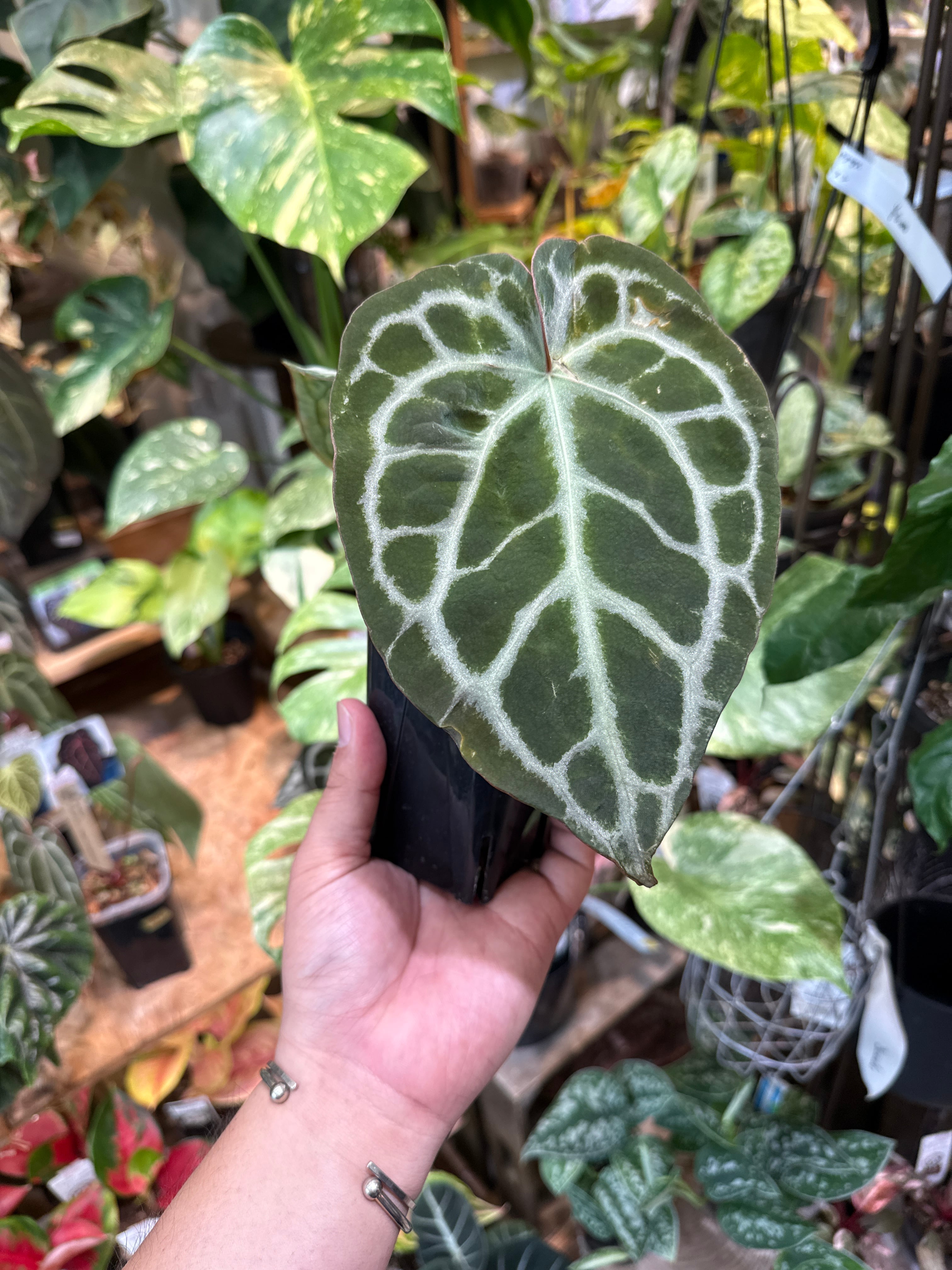 057 Anthurium 'Dorayakl Silver' x 'Angels Dream' x 'Red crystal