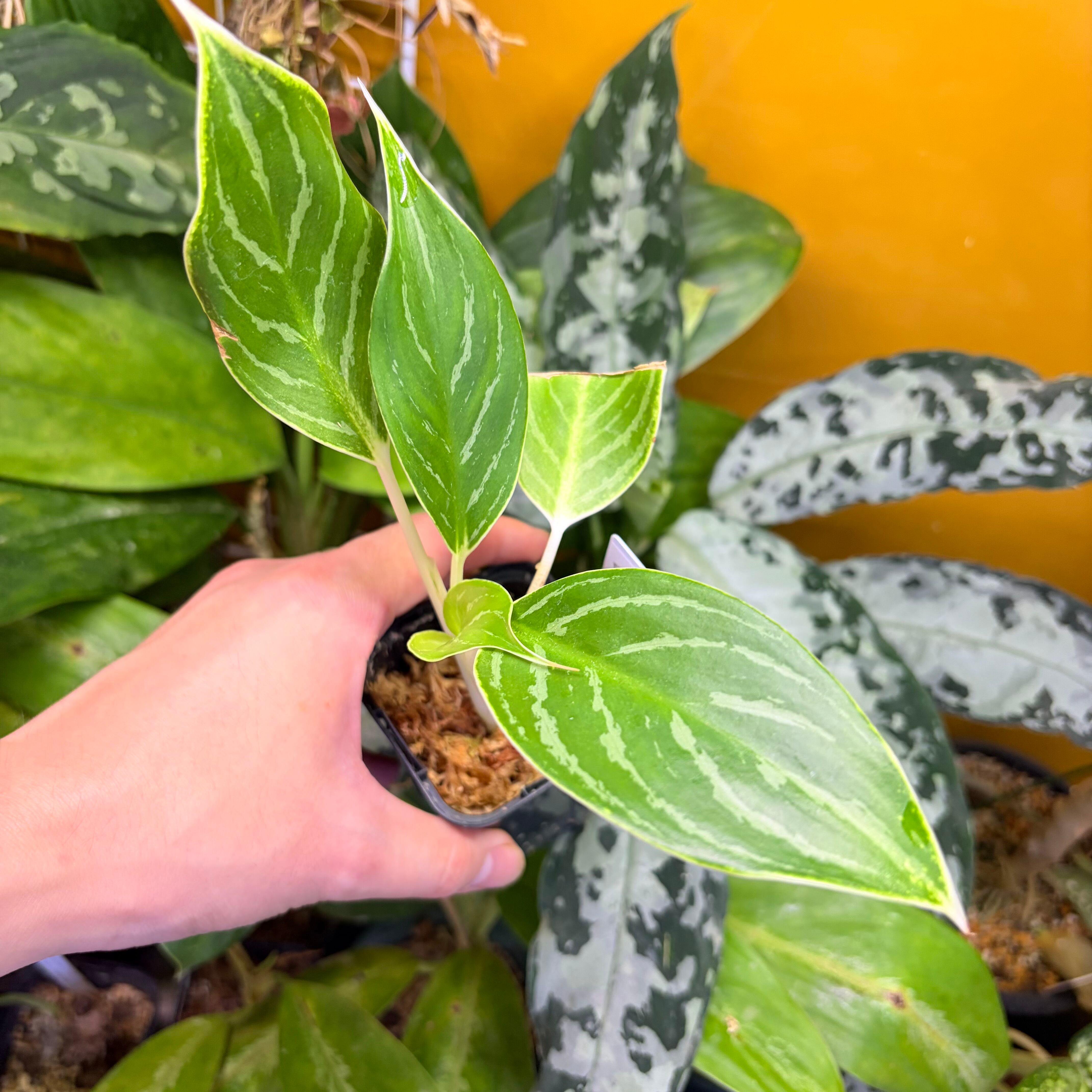 Bucephalandra cf. filiformis Sanggau Kalimantan Barat【ZOE0226-17i