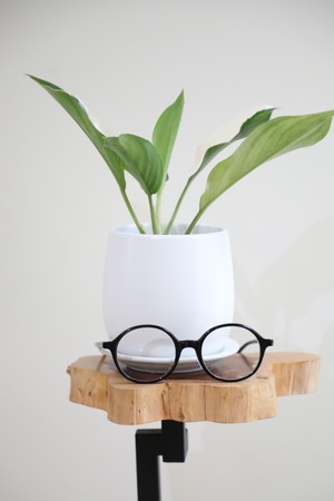 【S】【希少】アグラオネマ サイアムジェイド/Aglaonema ※陶器鉢付き