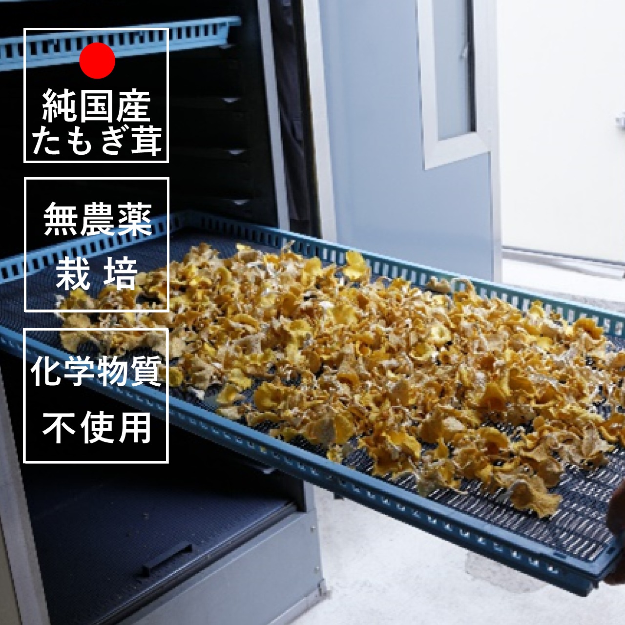 たもぎ茸ゴールド 30日分（180粒入り【送料無料】Ishizue-group 