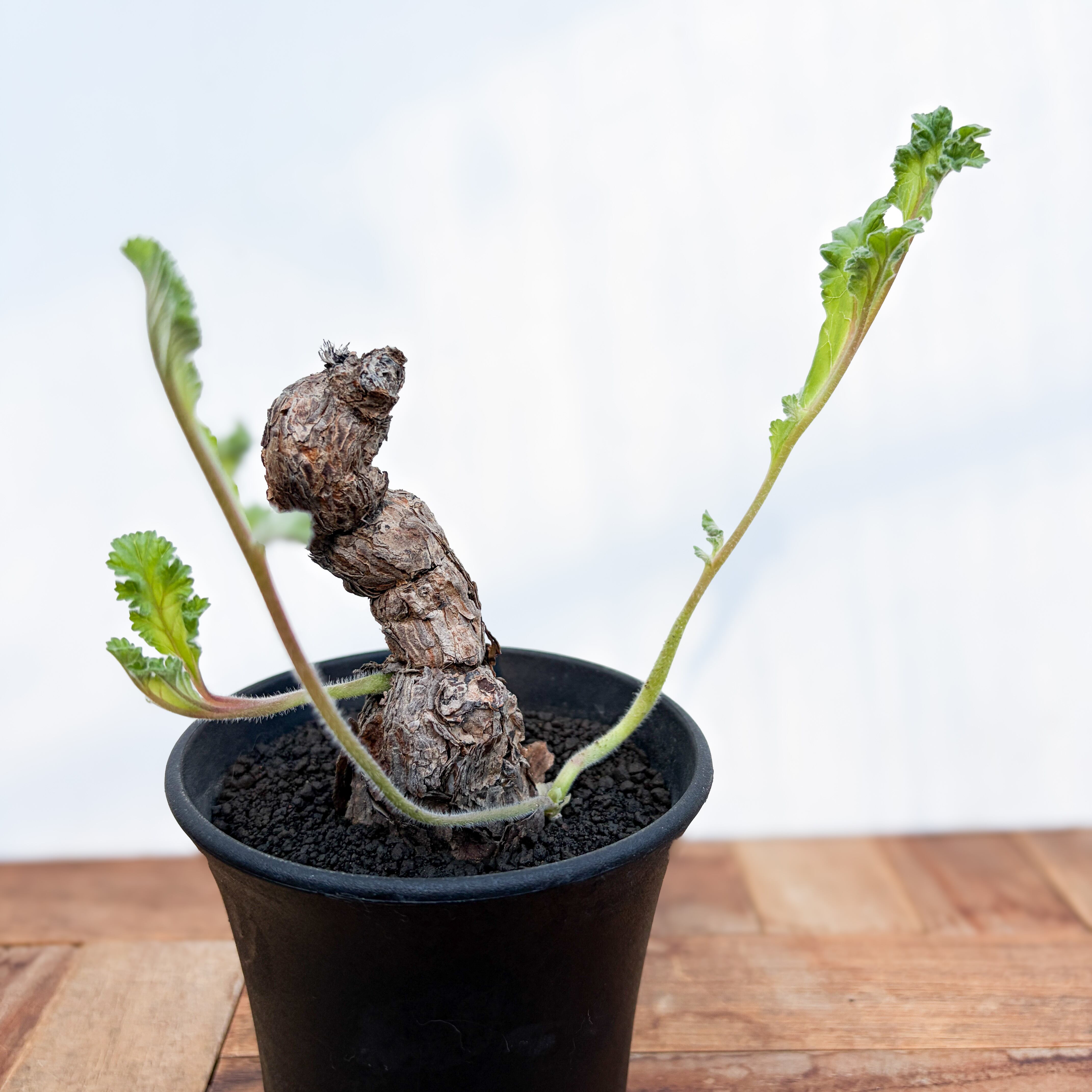 チレコドン　シンギュラリス　シングラリス　休眠中 Tyrecodon singularis【チレコドン・シングラリス】 | RIMO'S GREEN