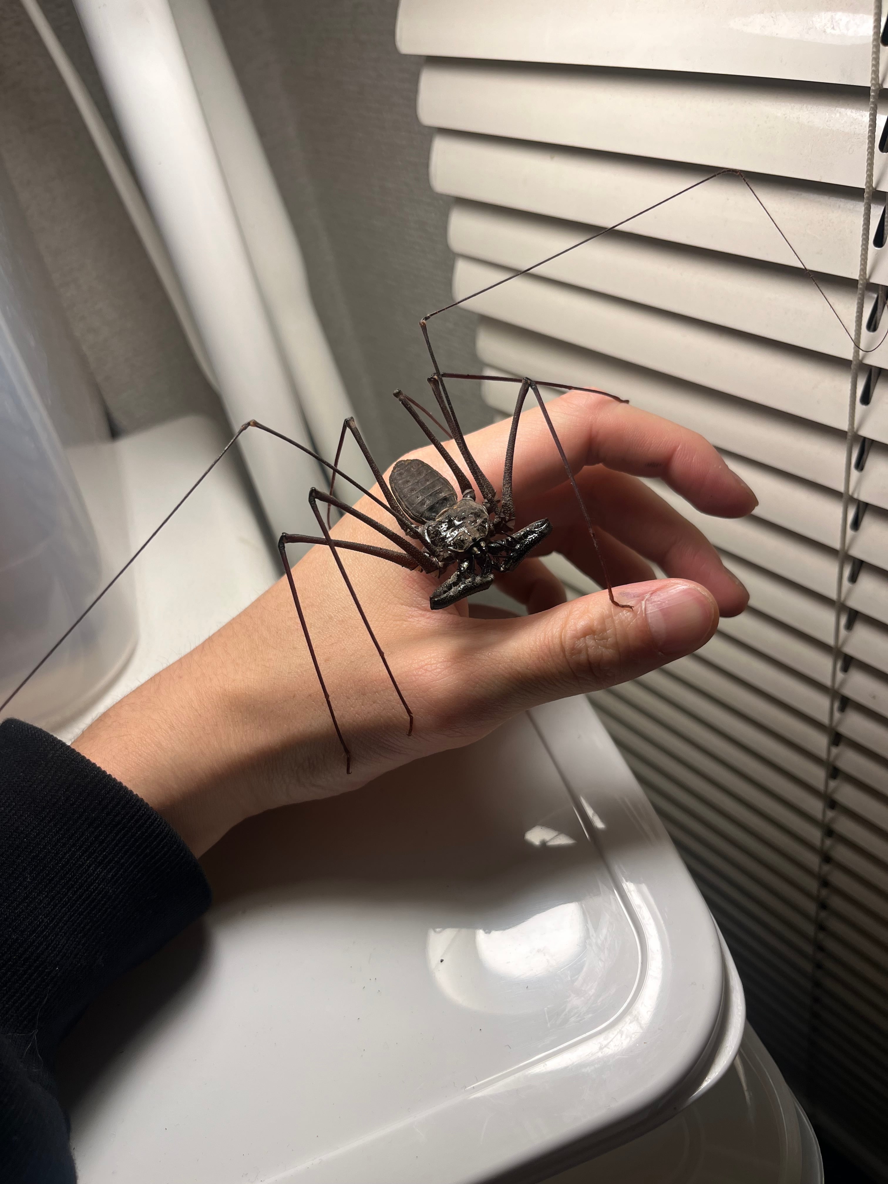 腕蟲希少種】Heterophrynus elephasウデムシ ヒヨケムシ 三大奇蟲