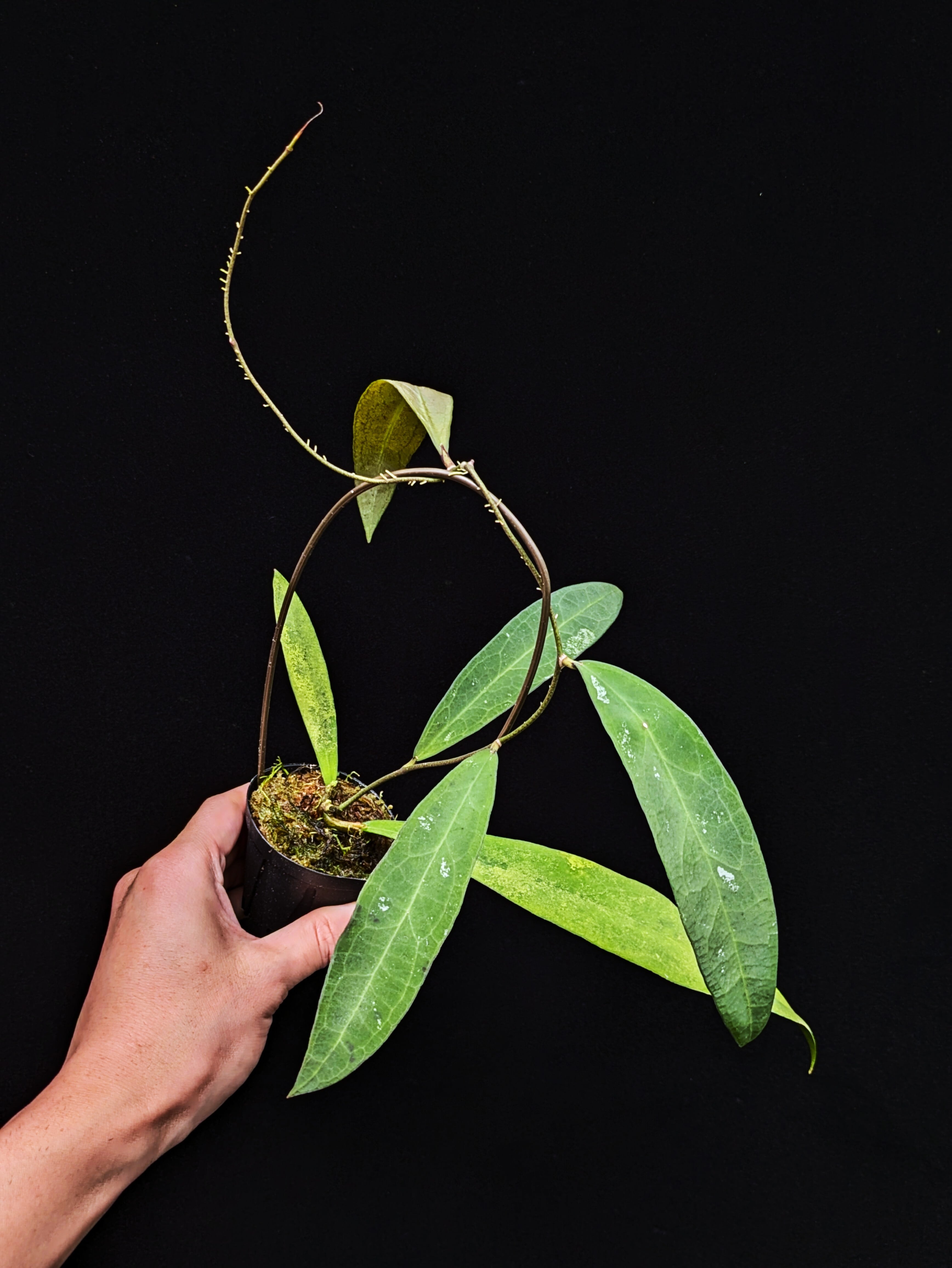 Hoya sp. Timika | 伊藤蟻植物農園