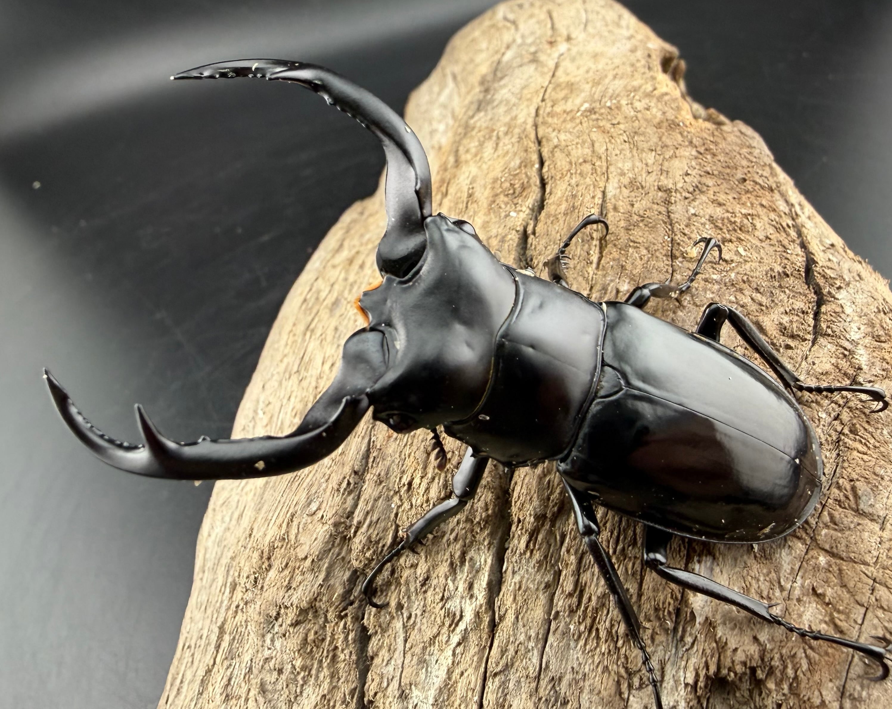 ウエストウッディ亜種カズミアエ 71mm ペア》 | KPW公式オンラインショップ