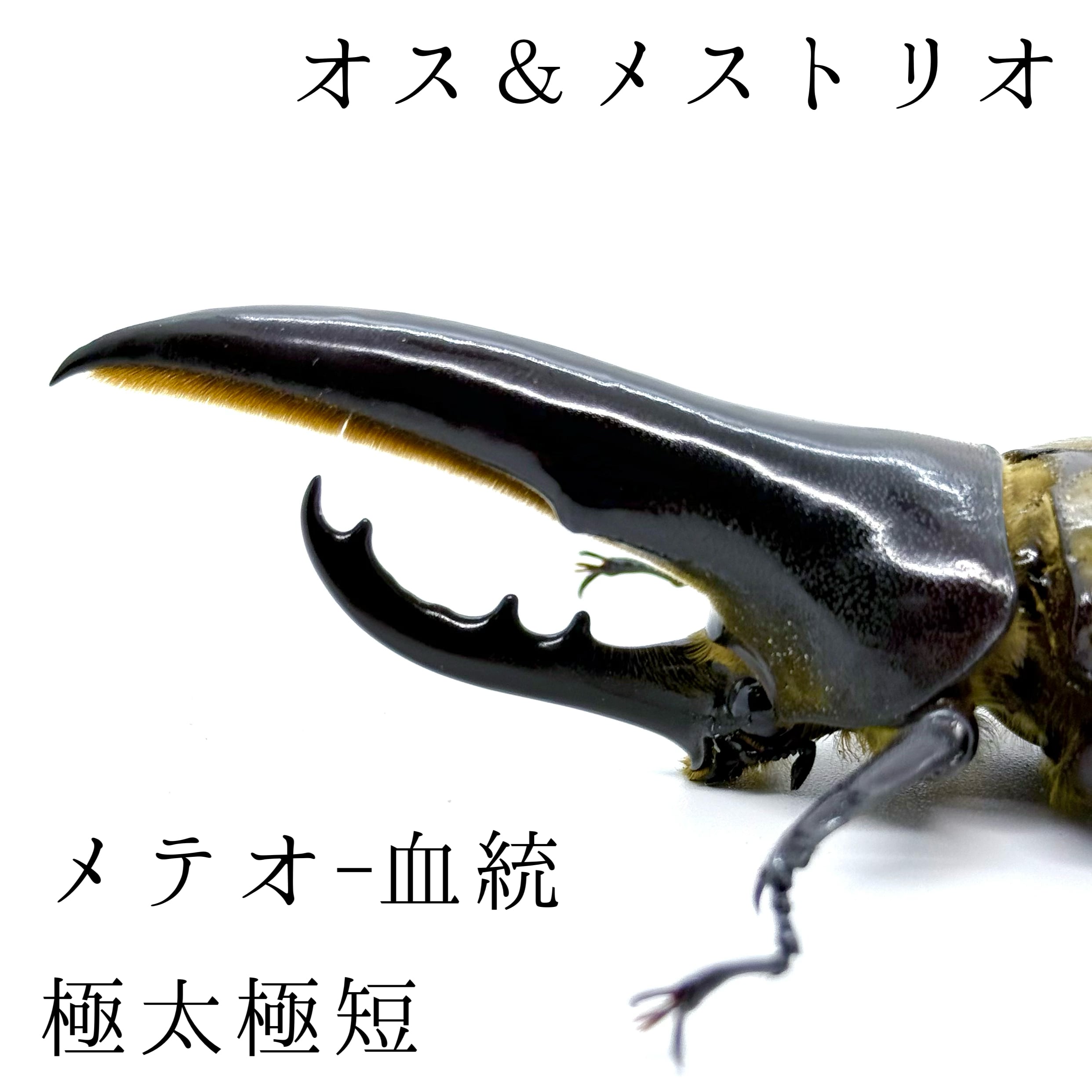 極太極短 / 成虫 / オス&メストリオ / ヘラクレスオオカブト
