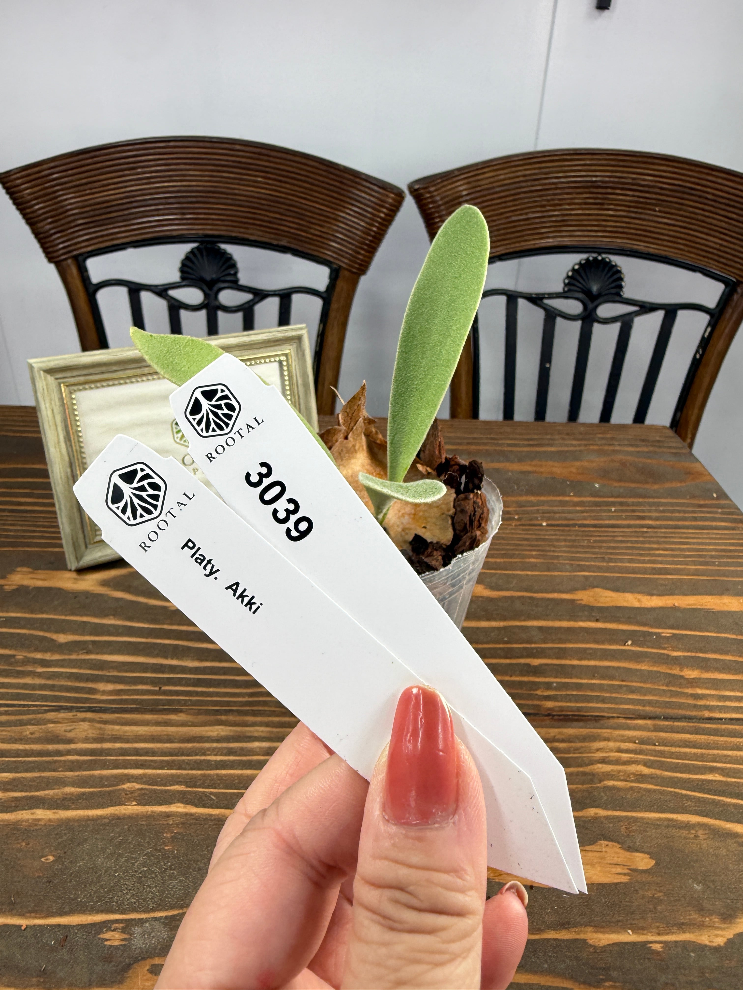 交配種 | ROOTALPLANTS