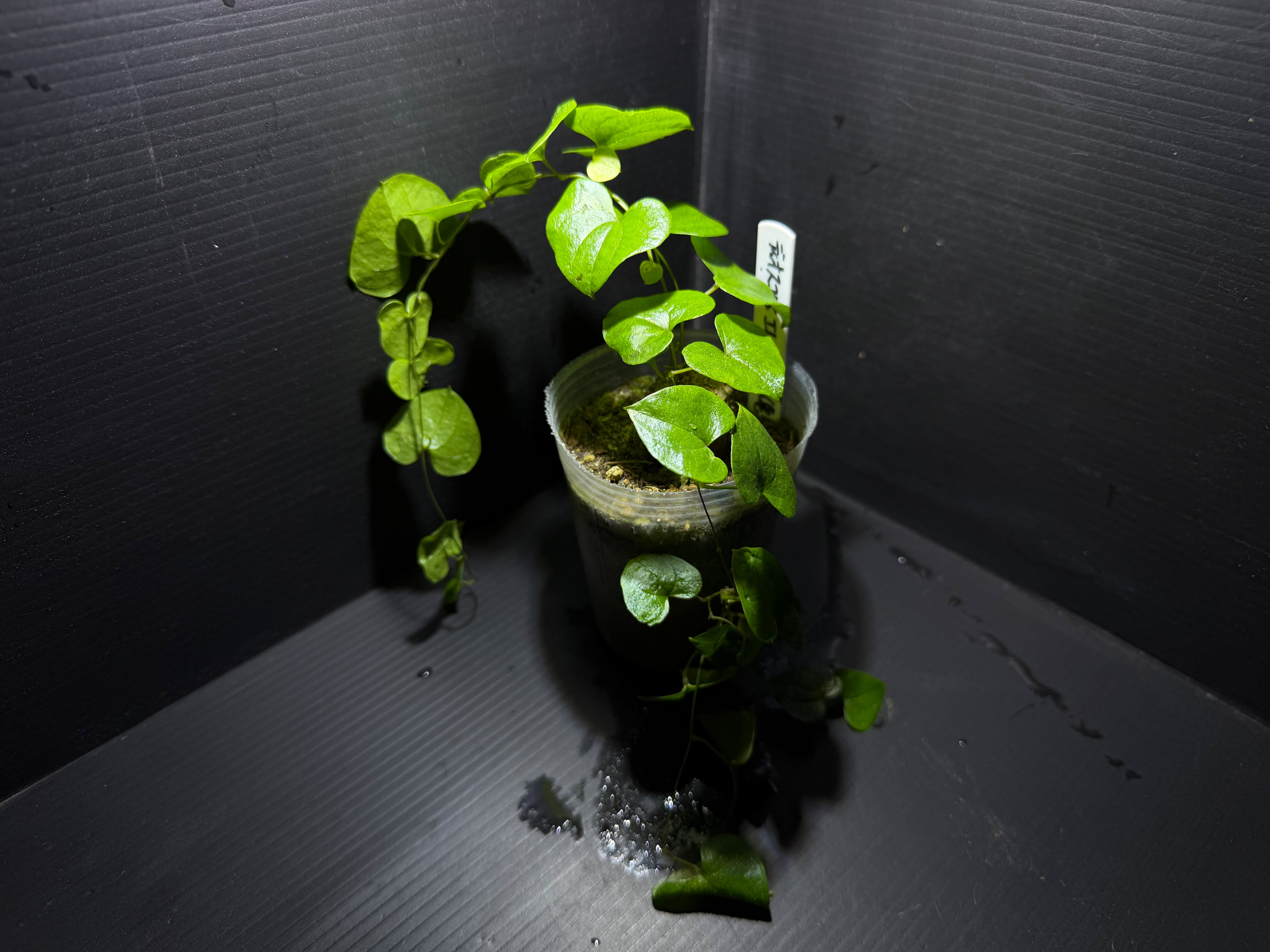 Biokimia(バイオキミア) ミズゴケ 5A ニュージーランド産 1kg | AquaFocus