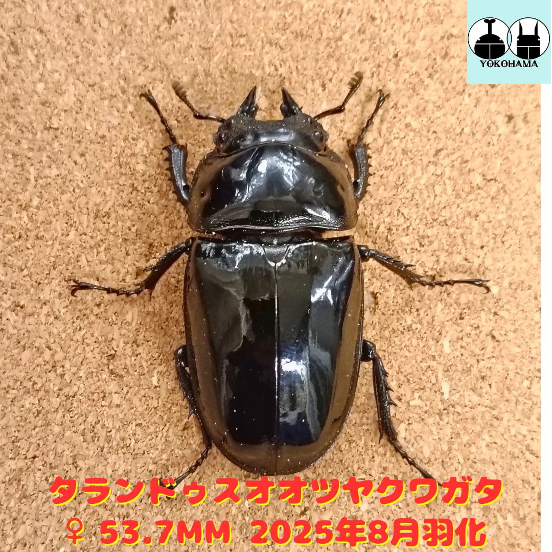 タランドゥスオオツヤクワガタ ♂77mmUP ♀53mmUP ペア 後食済 極