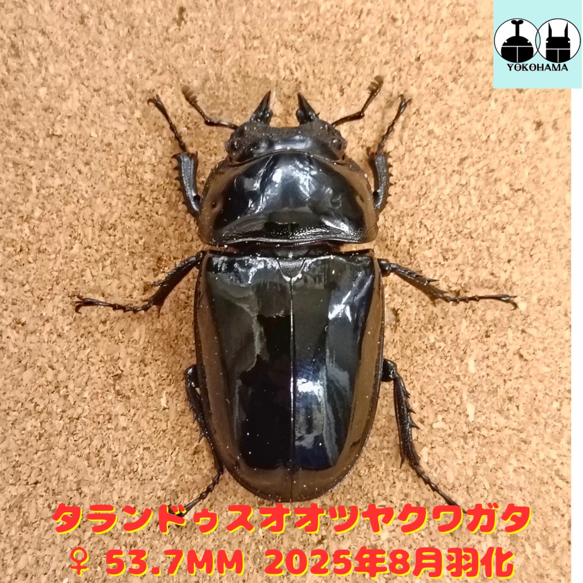 PSA10　タランドゥスツヤクワガタ　2004 セカンド プラス PSA10 タランドゥスツヤクワガタ 2004 セカンド プラス Amazon