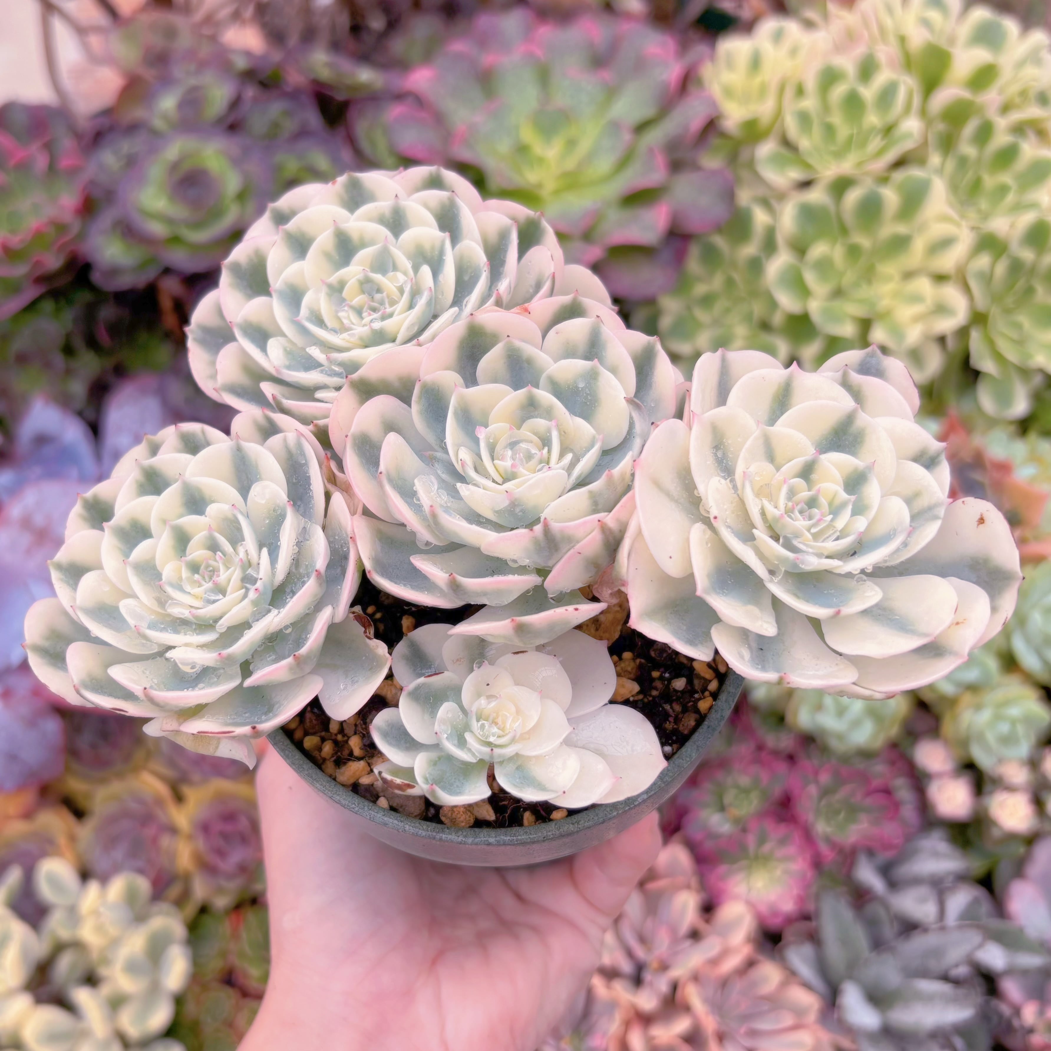 現品 ルノーディーン錦 #005 大群生 新入荷 るる農園 | るる農園~多肉