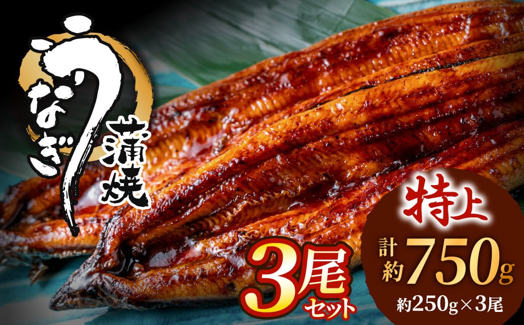 うなぎ蒲焼き3尾セット(約250g×3尾セット) | 魚住商店
