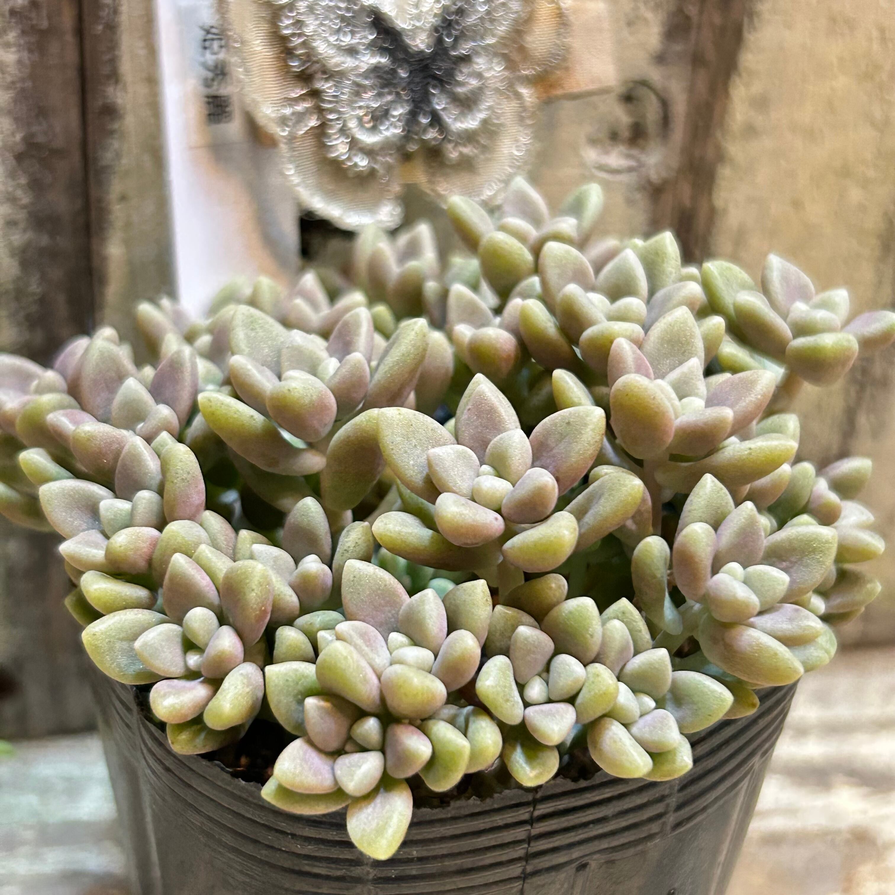 姫秀麗 | RuPo 多肉植物専門店