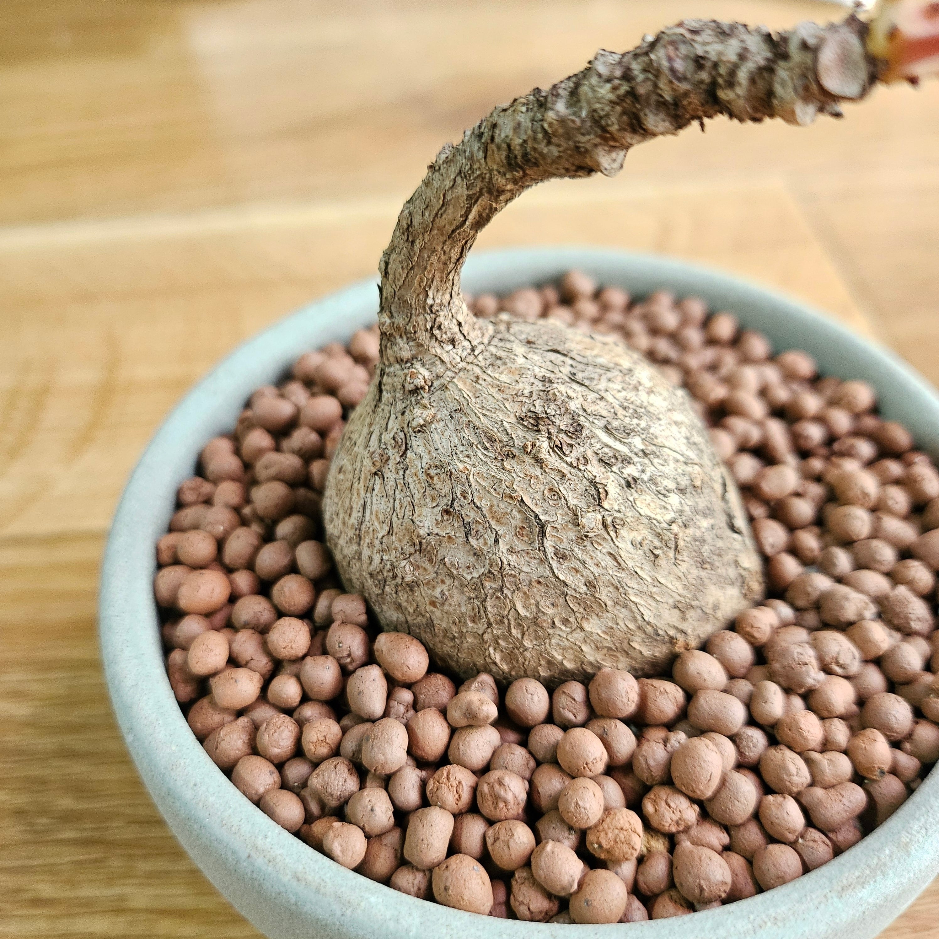 フィランサス ミラビリス 【レア大株 古株】 フィランサス・ミラビリス〛Phyllanthus Mirabilis | riifushop