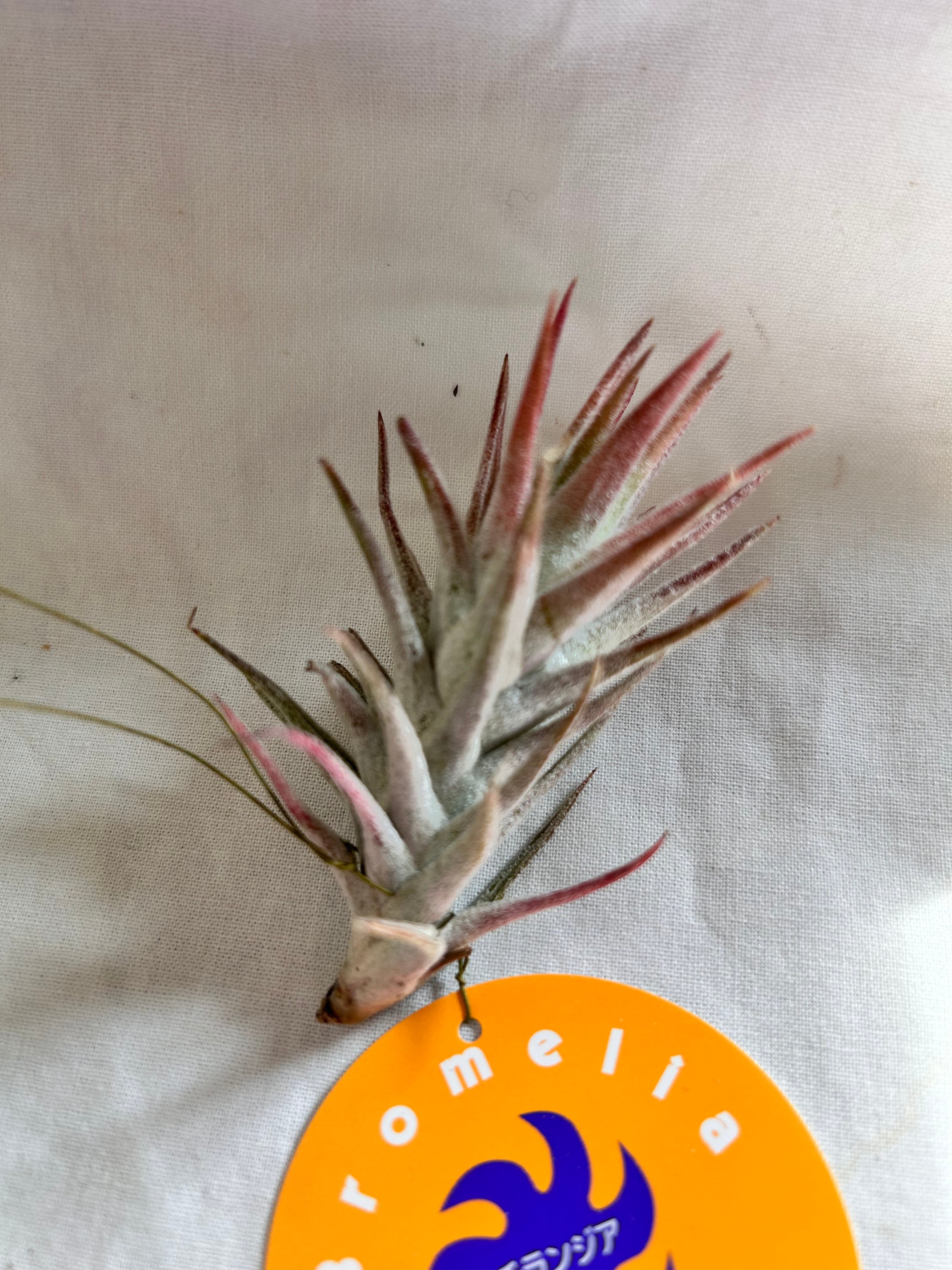 GREEN JAM foliageplant