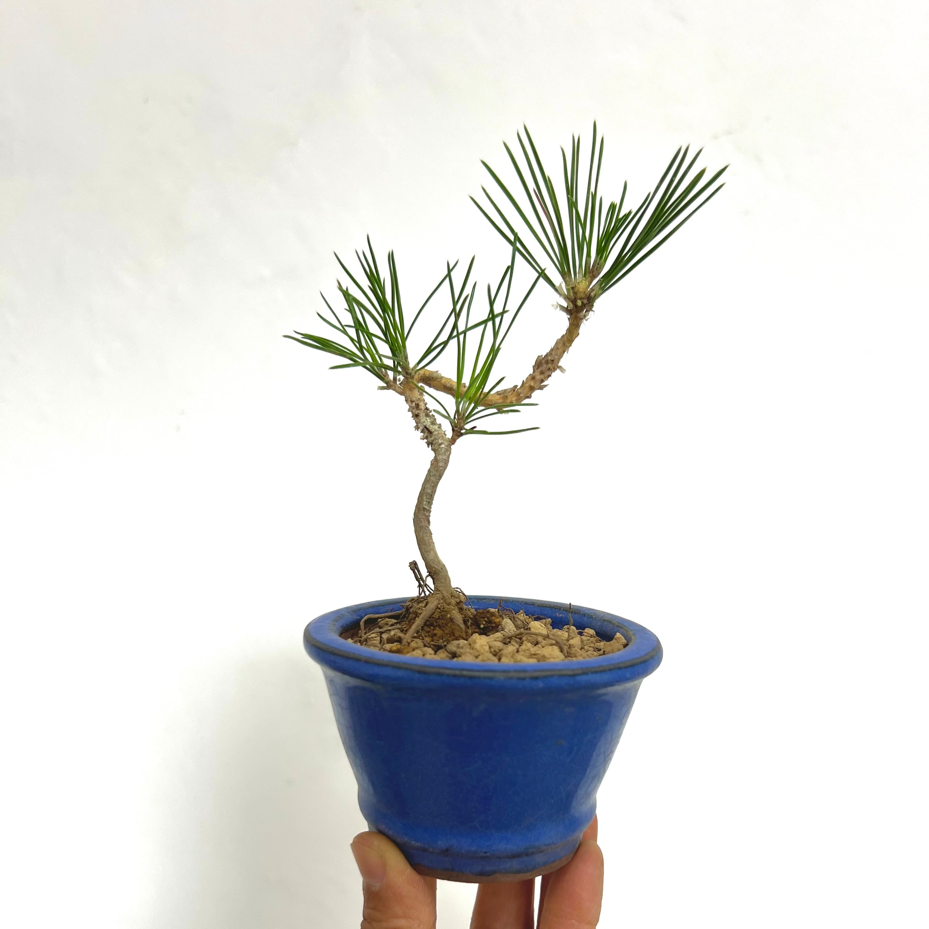 真柏 石付き盆栽｜山景を感じる一点物｜高さ約17cm | BONSAI Labo