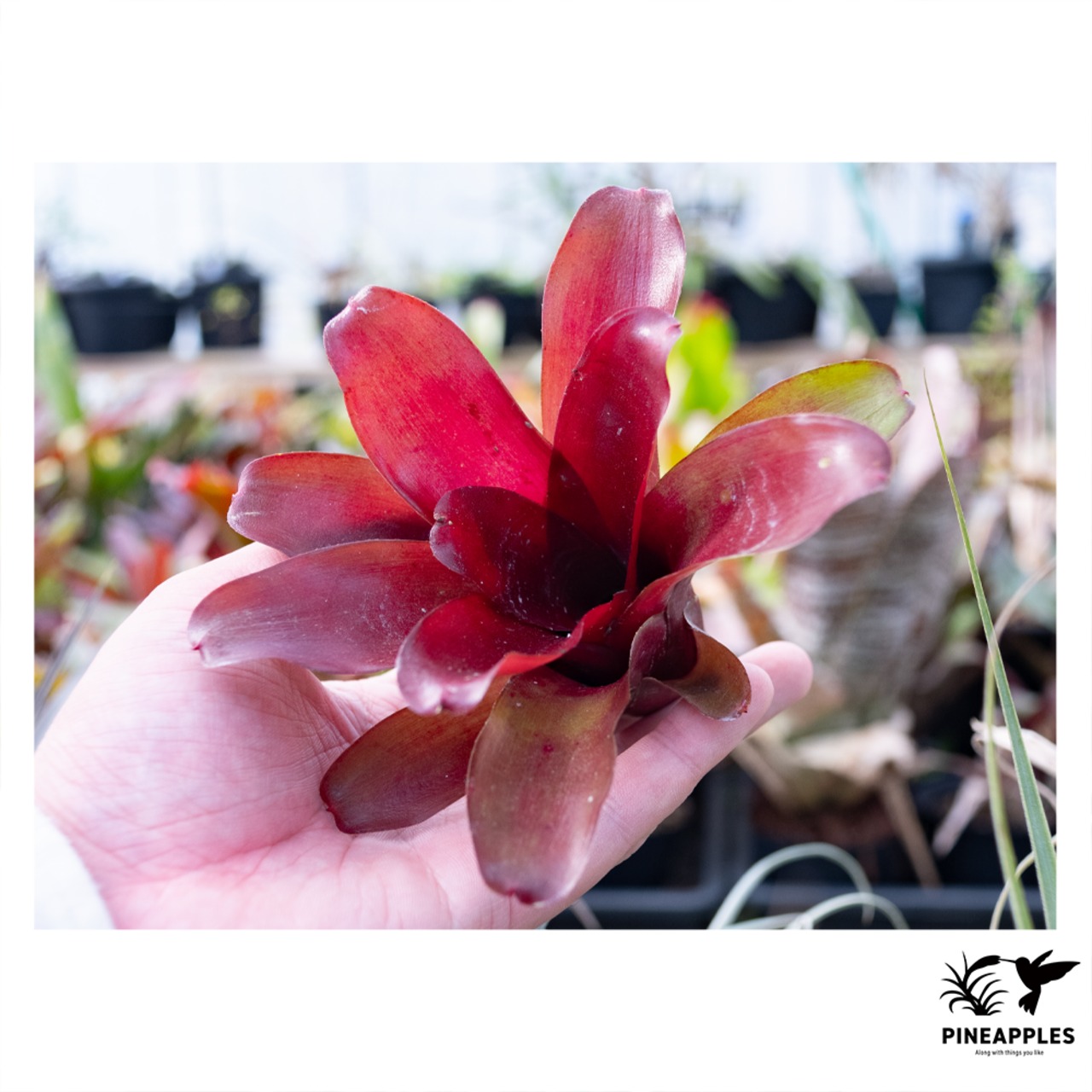 Neoregelia 'Fireball' (Old Type) - 2