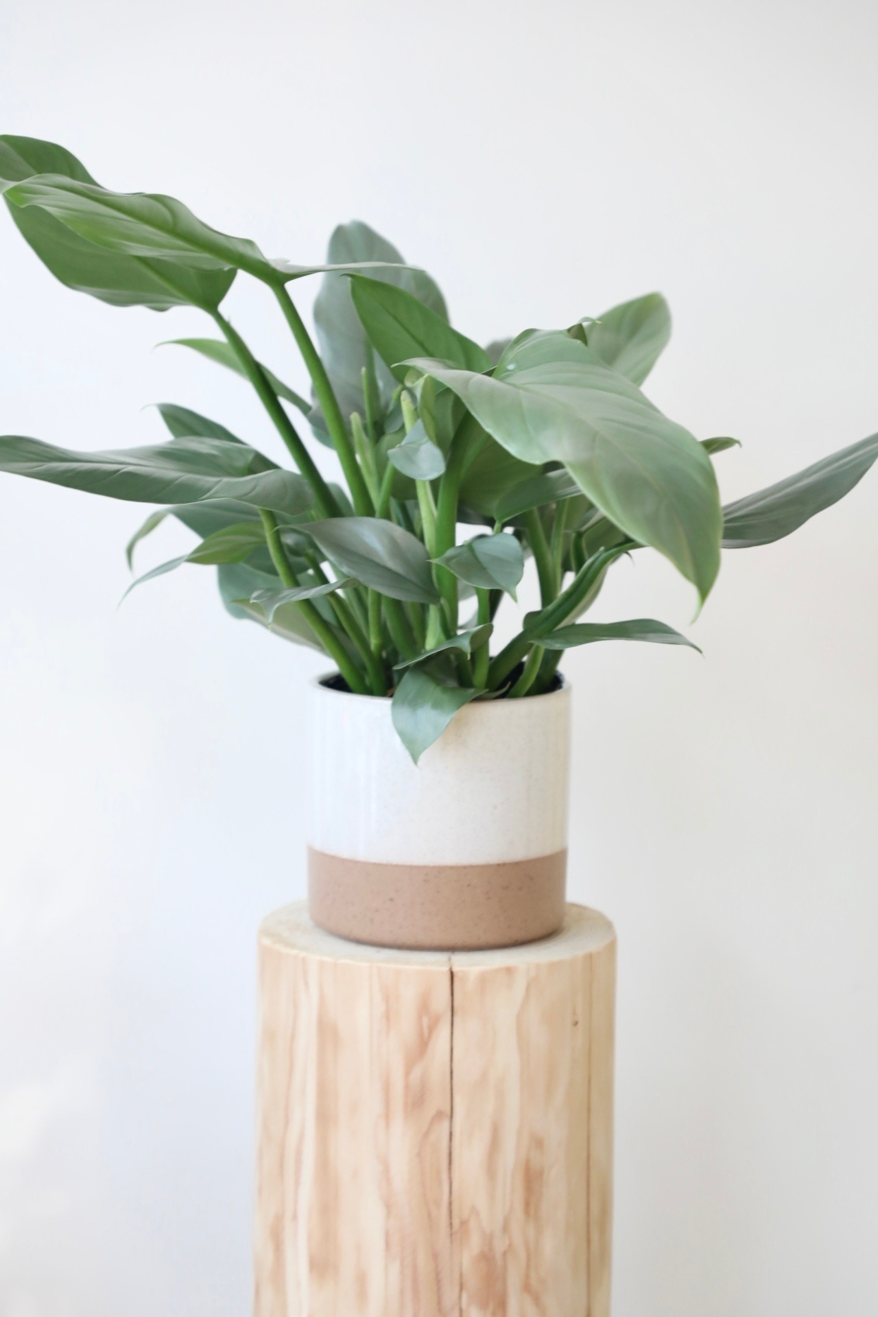 フィロデンドロン シルバーメタル/Philodendron Silver Metal ※陶器鉢カバー付き