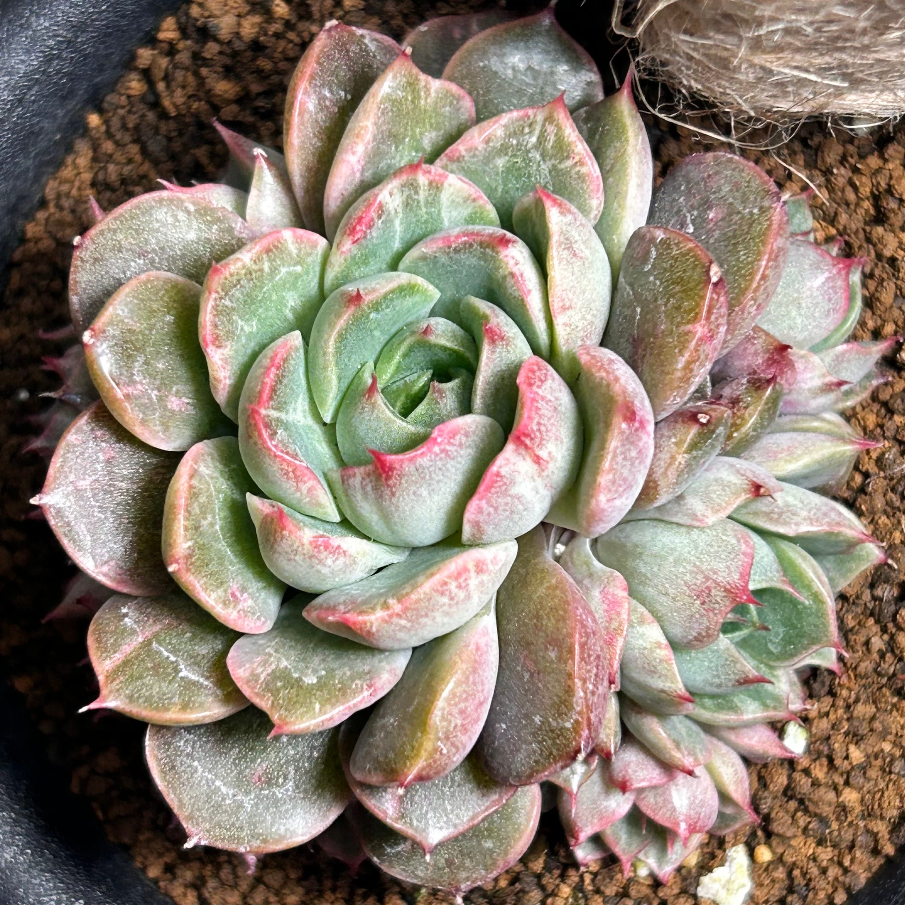 専用コーナー　多肉植物　錦 YouTube - 2023.2 [多肉植物] 大和錦入れて寄せ植えVlog その他多肉植物