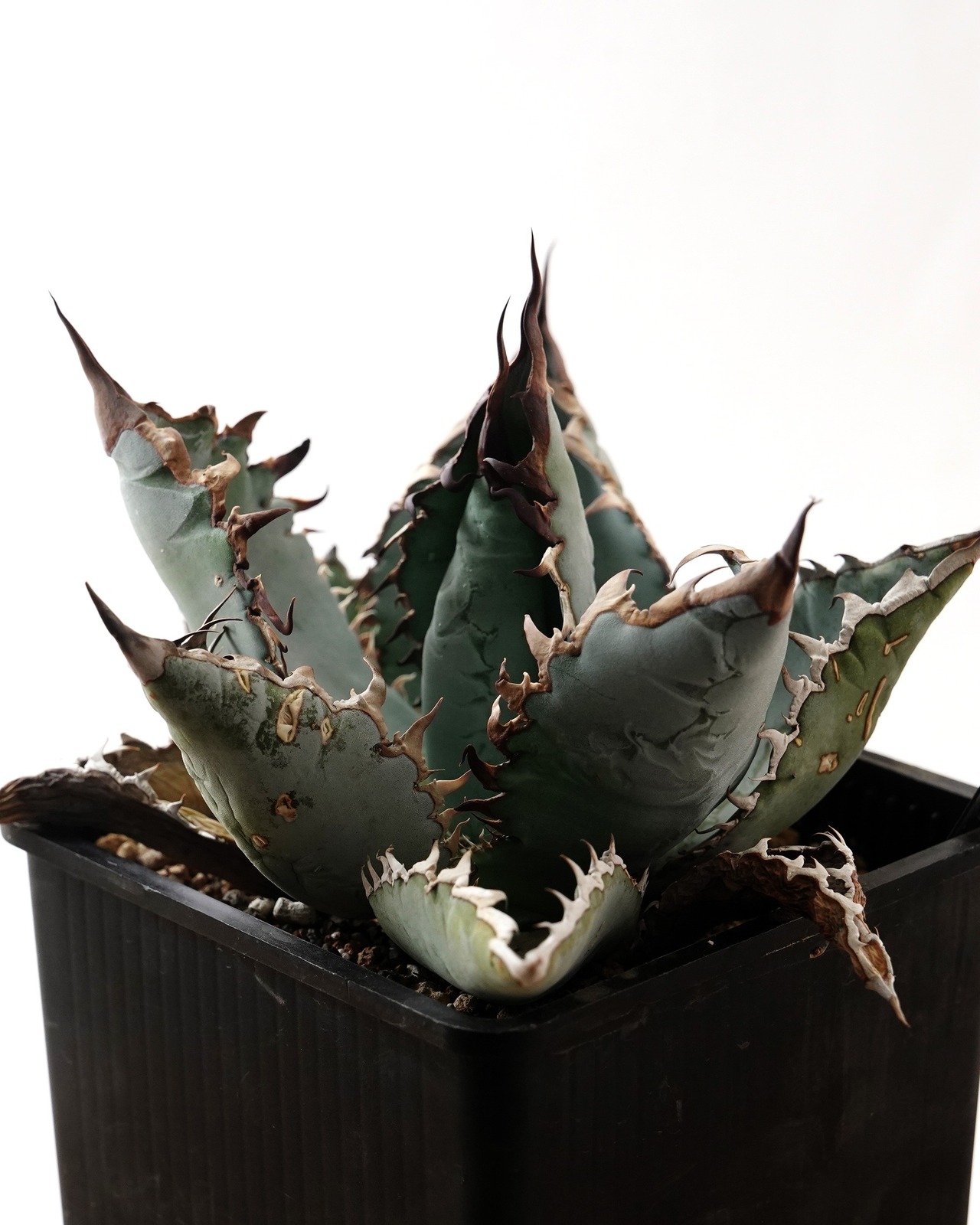 【PREMIUM】 抜き苗 ライオンズメーン Agave titanota 'Lion's Mane'