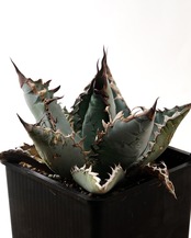 【PREMIUM】 抜き苗 ライオンズメーン Agave titanota 'Lion's Mane'