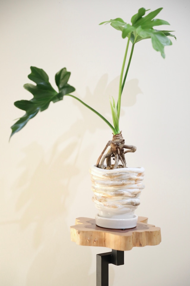 【M】セローム 根上り/Philodendron selloum ※陶器鉢付き