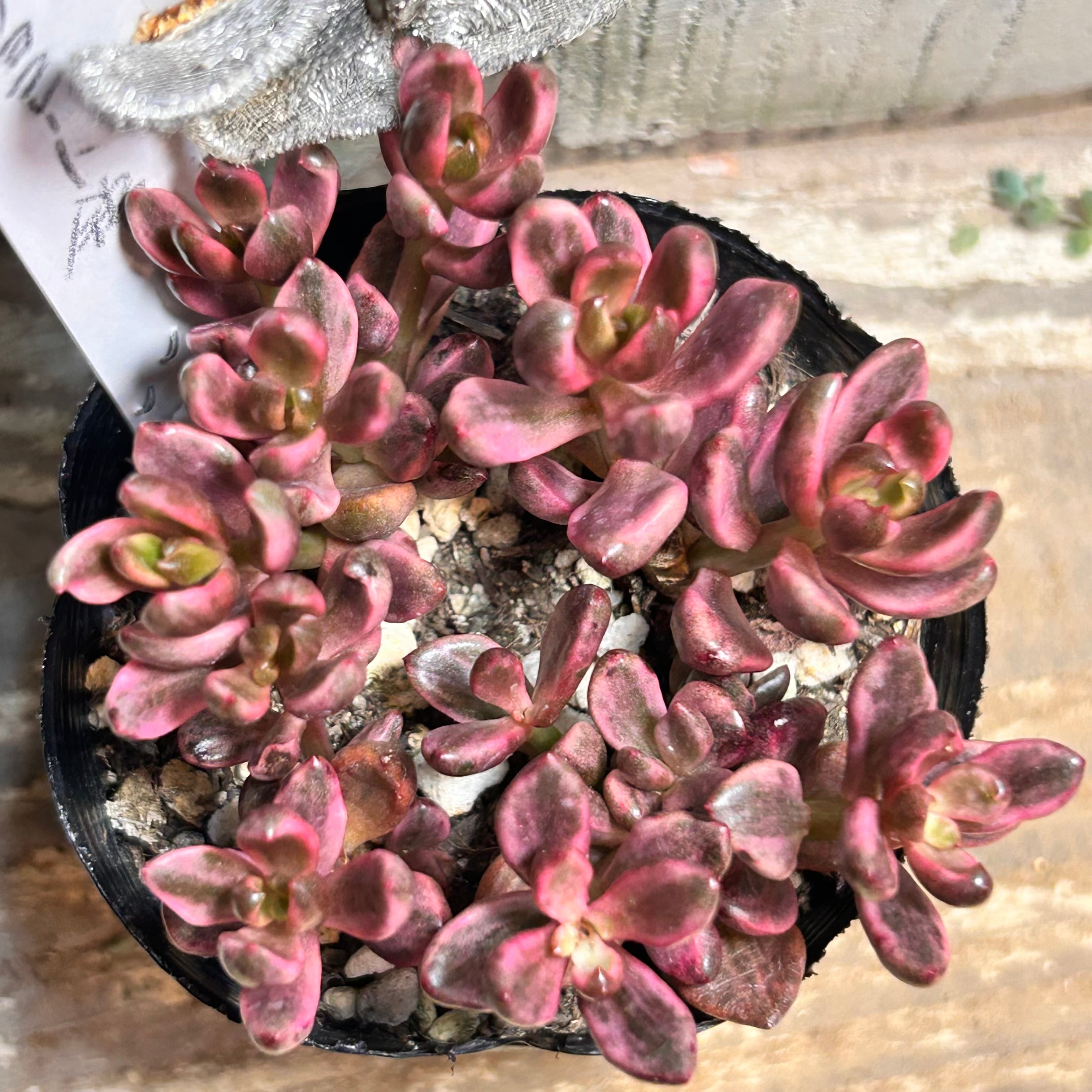 錦 | RuPo 多肉植物専門店