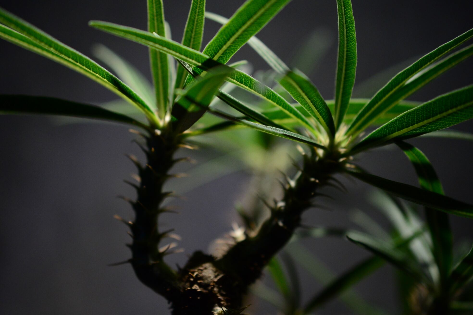 パキポディウム グラキリス 現地球〈象牙宮〉 | N collect plants