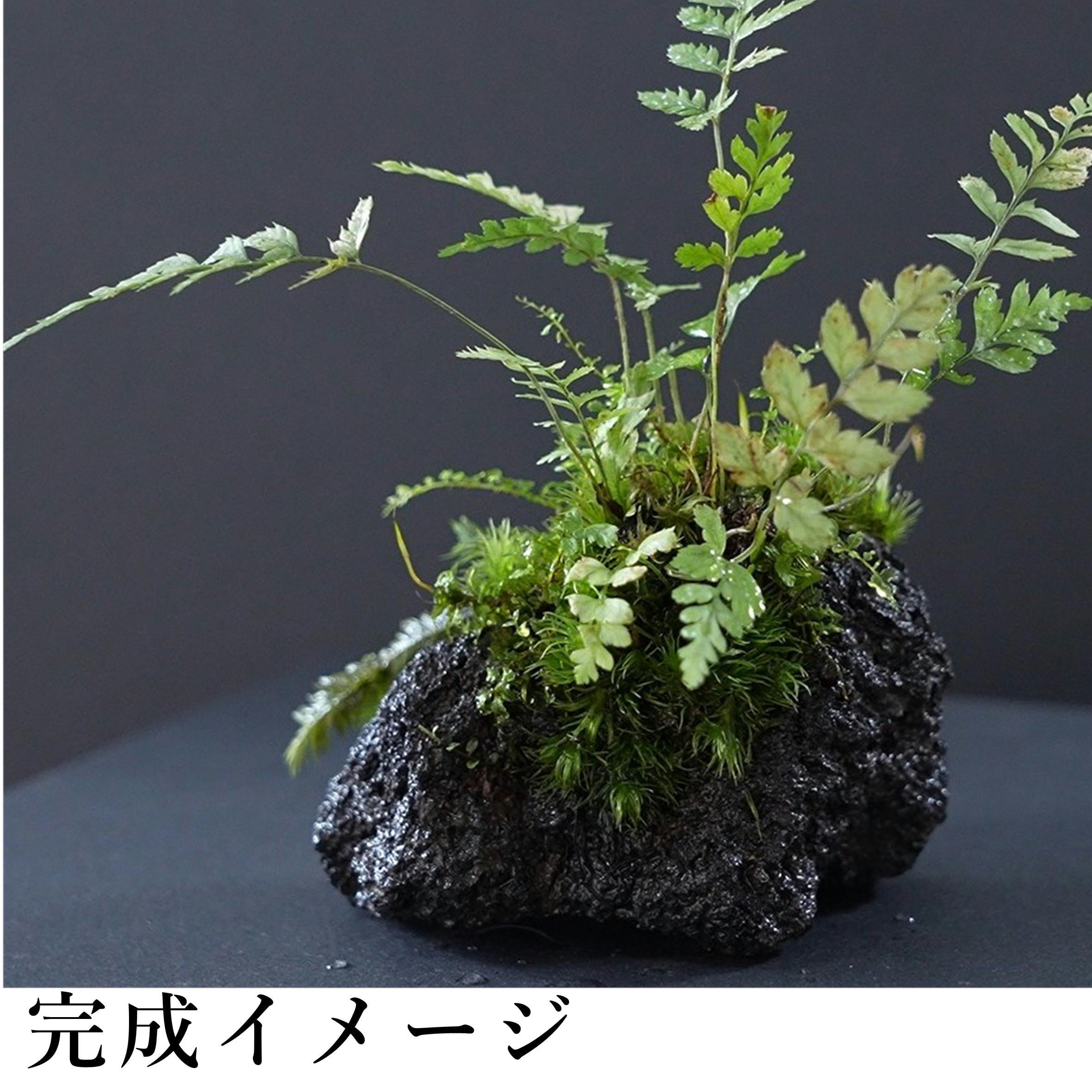 作製キット】はじめての着生 シダとコケの着生苔石キット◇動画解説