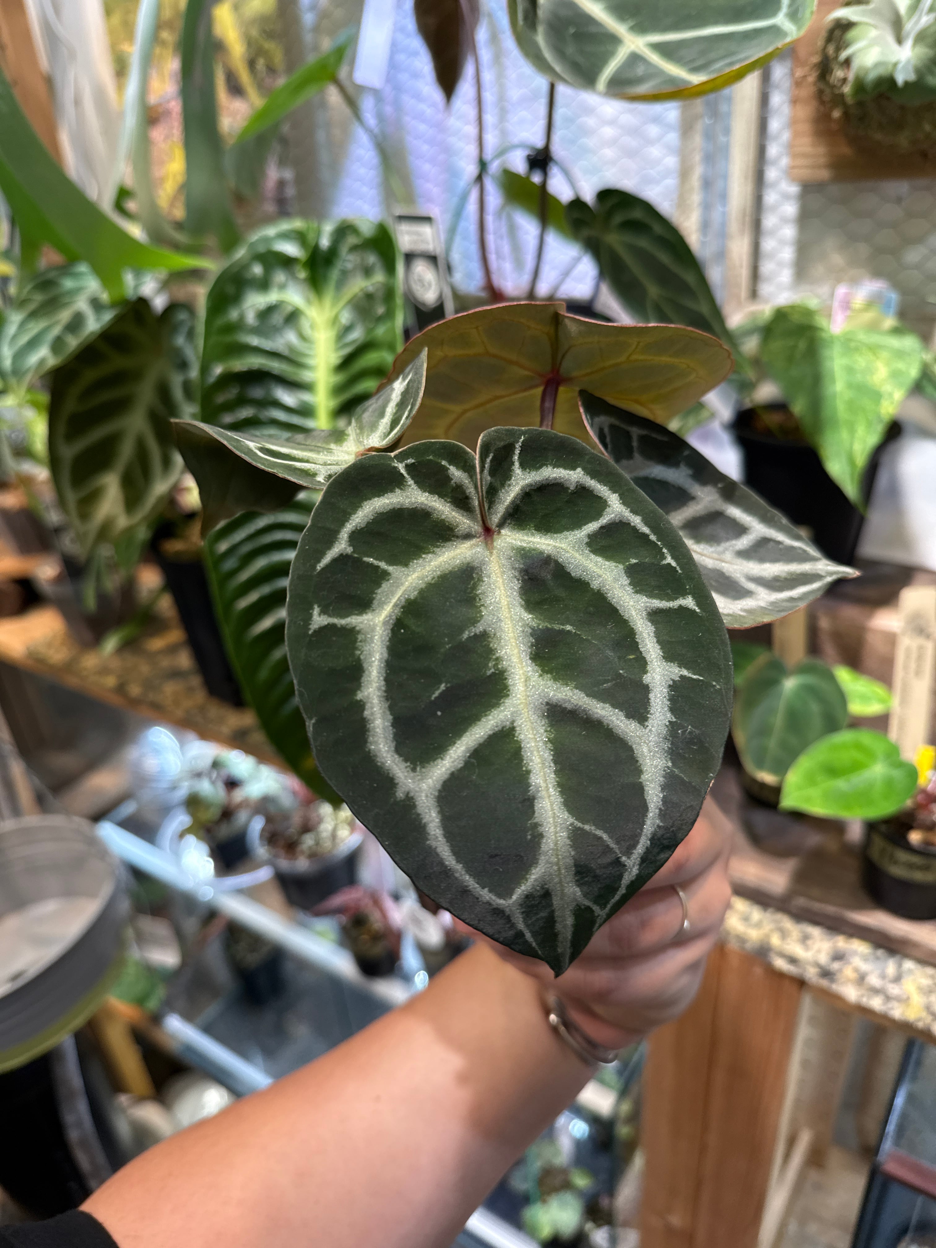 058 Anthurium 'Dorayakl Silver' x 'Angels Dream' x 'Red crystal