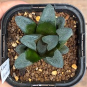 【クリアランスセール対象商品】ハオルチア　ブリンジー【224】【再撮影】【▼】