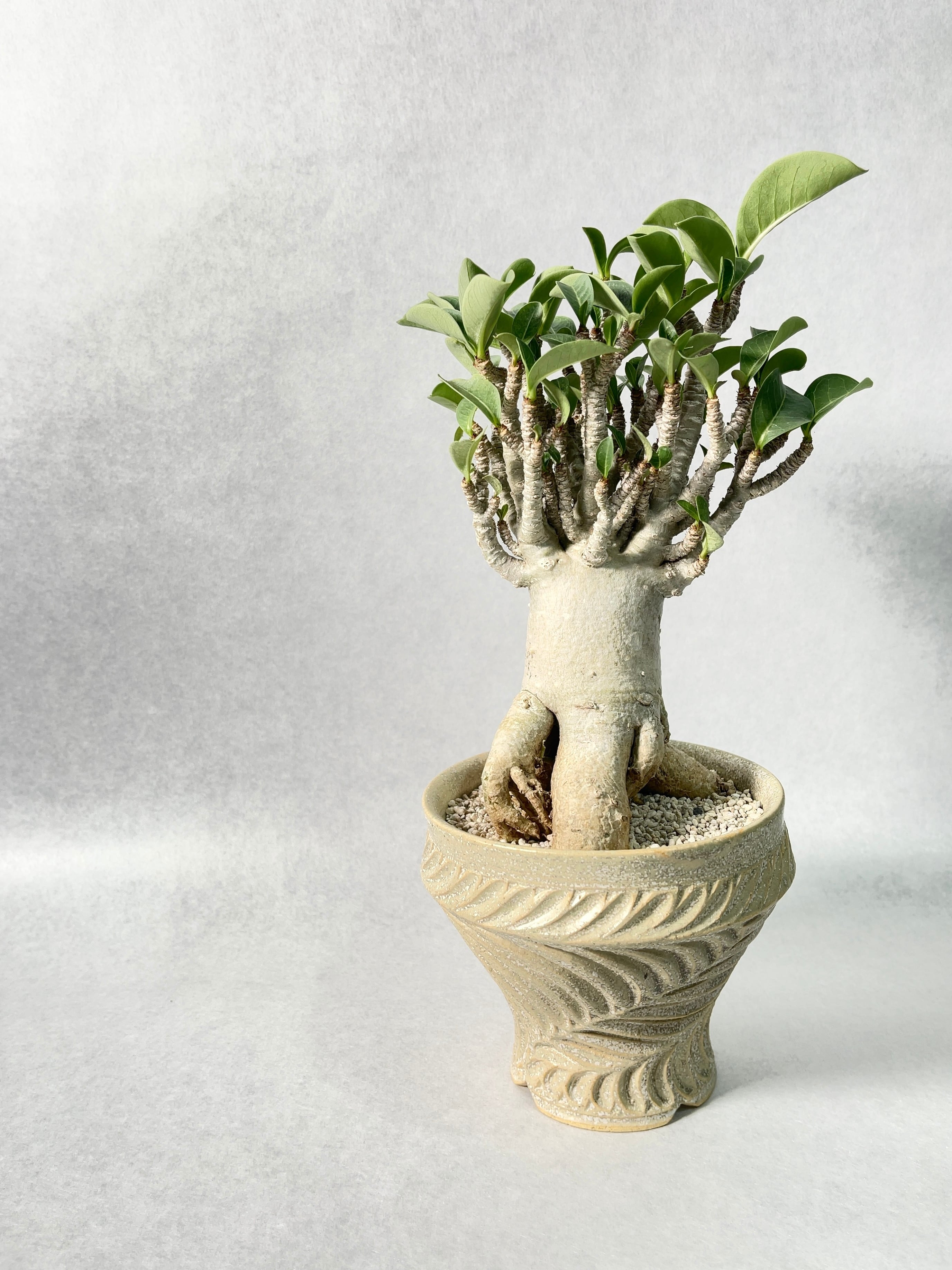 アデニウム コンパクトグリーン 園芸ネット本店｜アデニウム： アラビカム コンパクトグリーン 4号