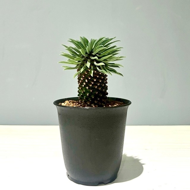 ユーホルビア 嵯眉山鉄甲　3号