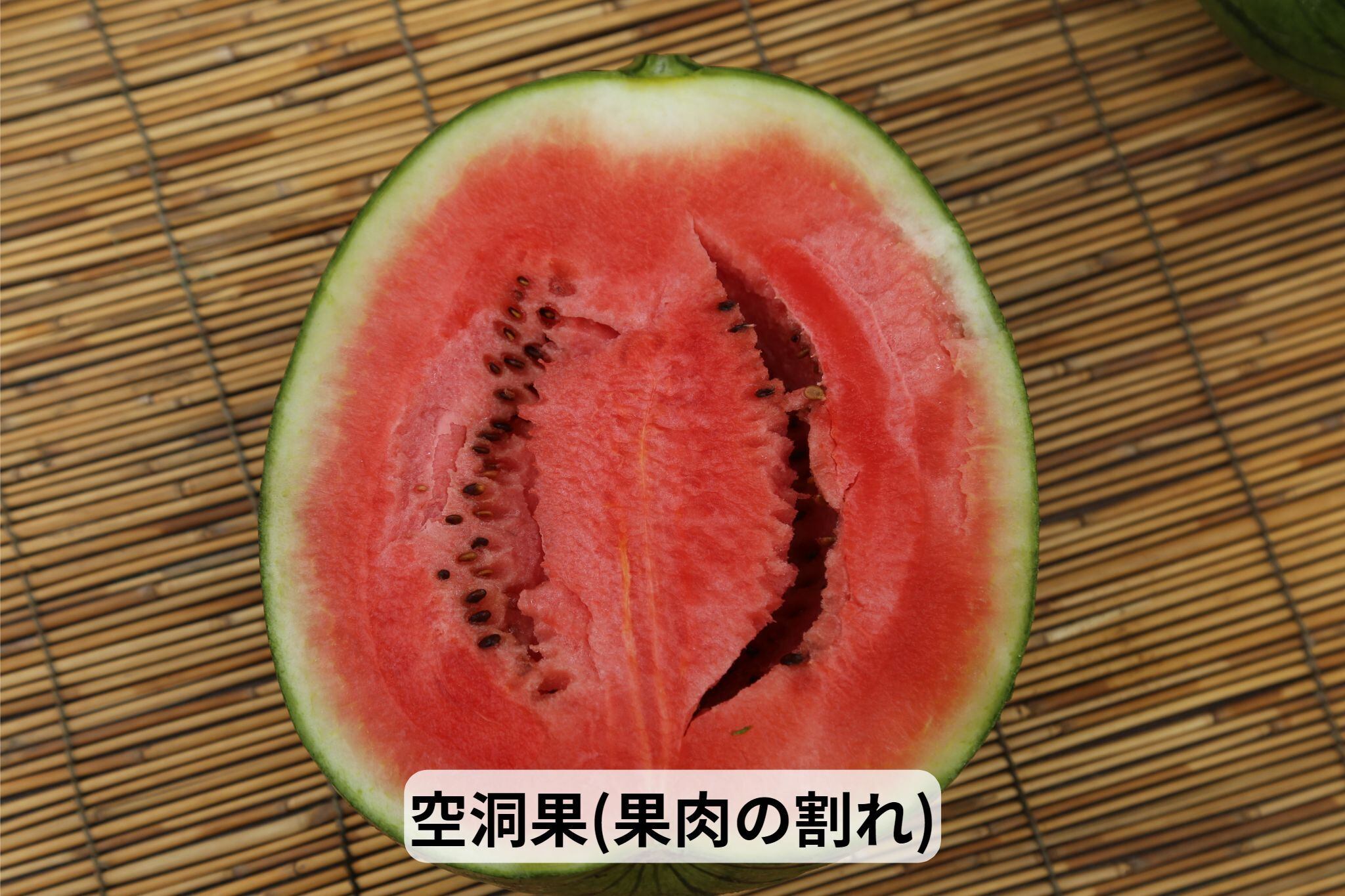 ご家庭用 ピノガール1玉 【タネごと食べれるシャキシャキ小玉すいか】