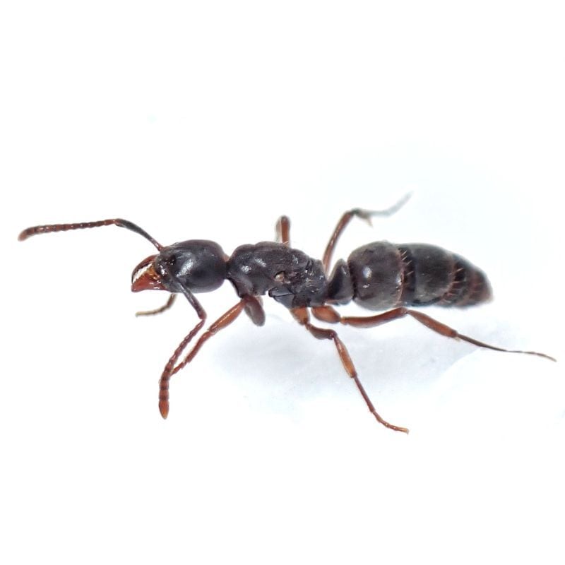 お譲りします / 蟻（バラ売り可） 国内種 | あり巣 in underground（蟻の総合店,飼育用品と女王アリ）