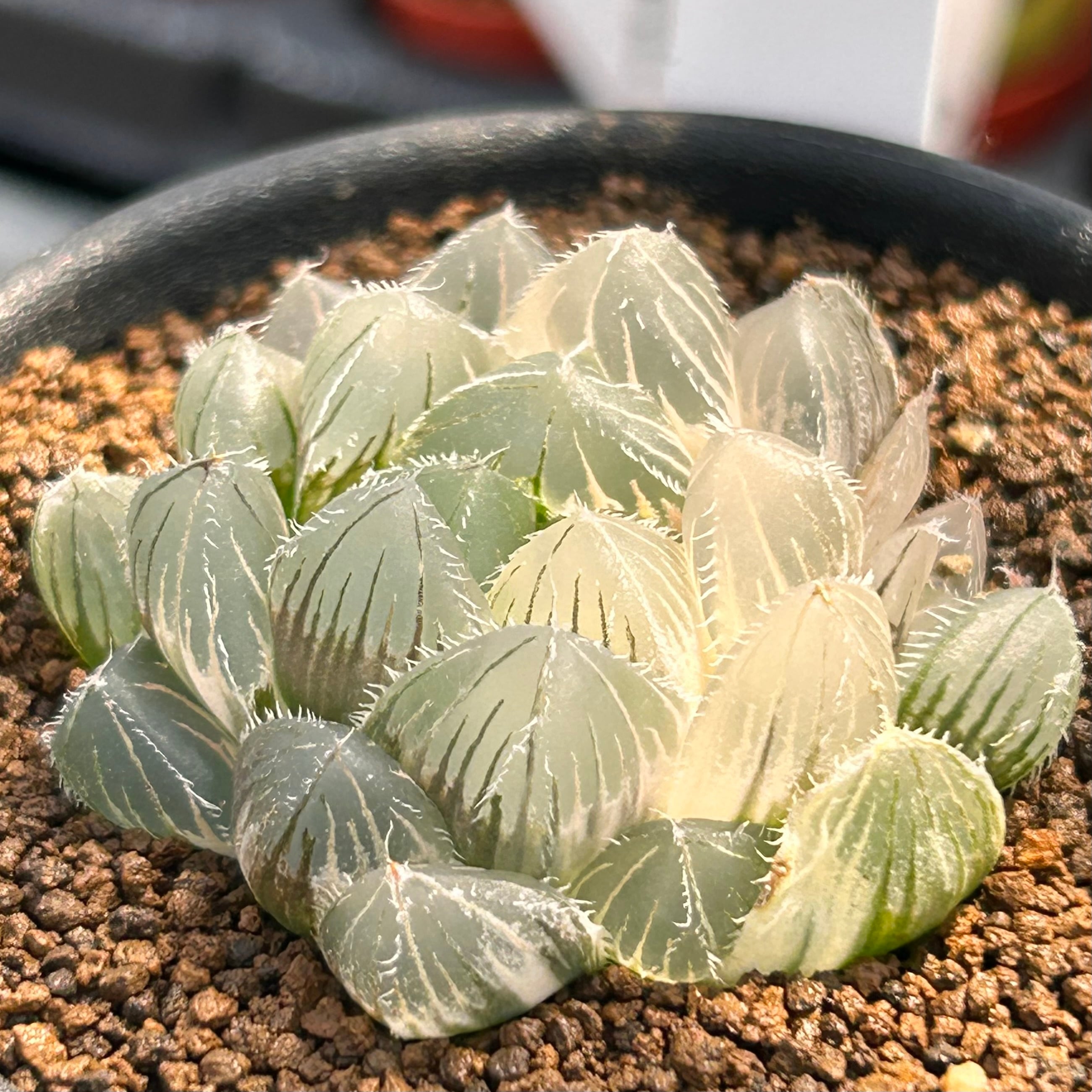 T) レッドレンズ オブツーサ錦 ハオルチア | RuPo 多肉植物専門店