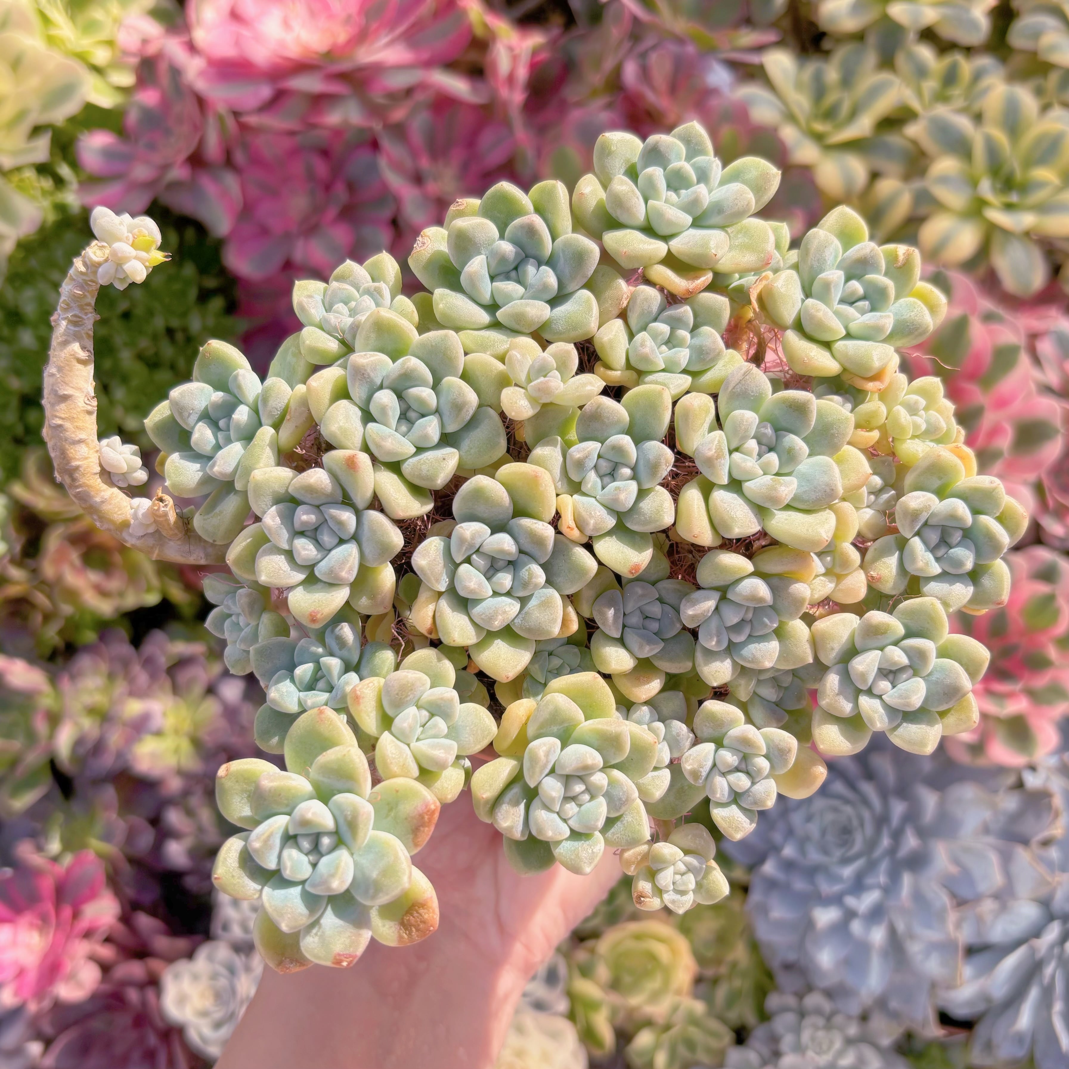 現品　新品種　蒼珠（そうしゅ）#061　特大群生　新入荷　るる農園