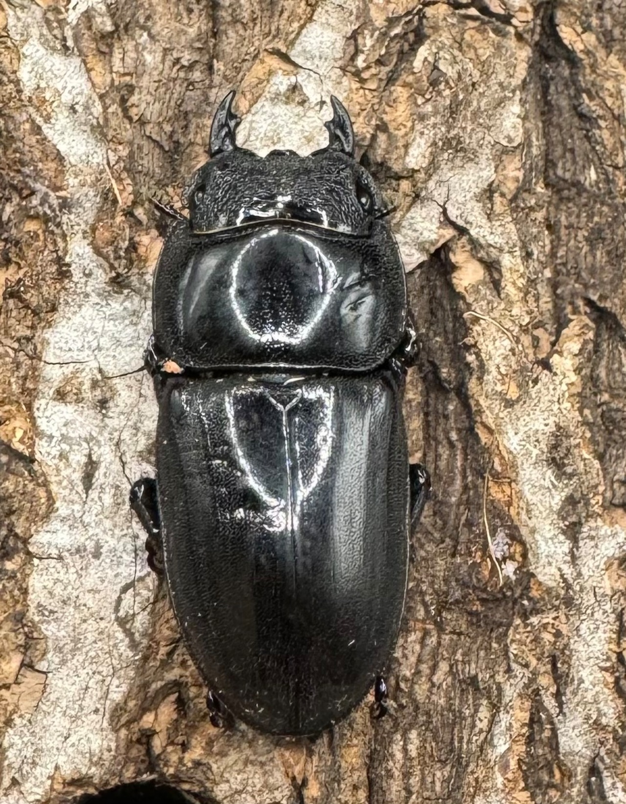 【WD】《スマトラオオヒラタ ベンクール産 84.5mm ペア》