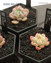 mame bon pot サカヅキ 9cm 【日本初上陸?!】