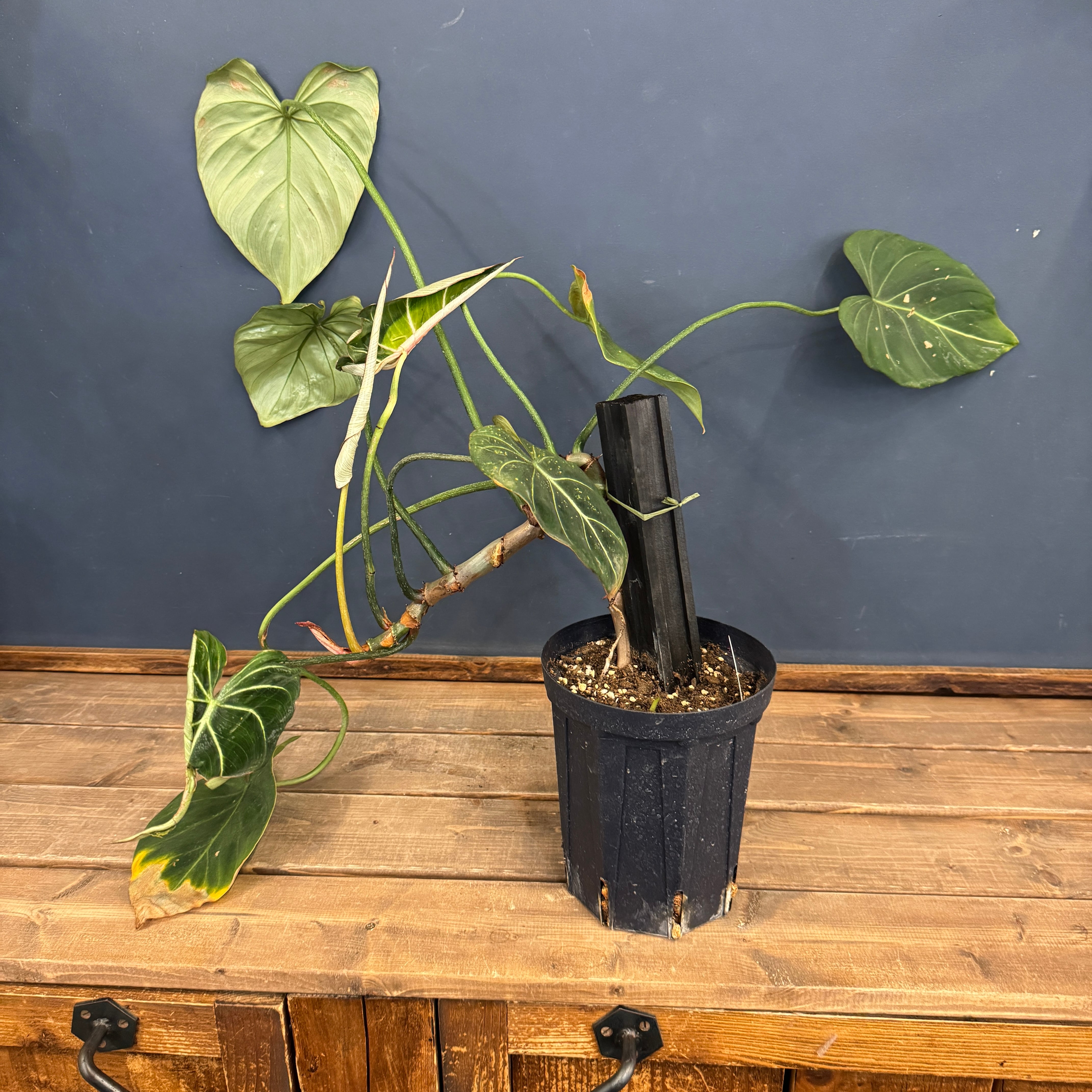 クリアランス】フィロデンドロン グロリオーサム【16】 | PROTOLEAF