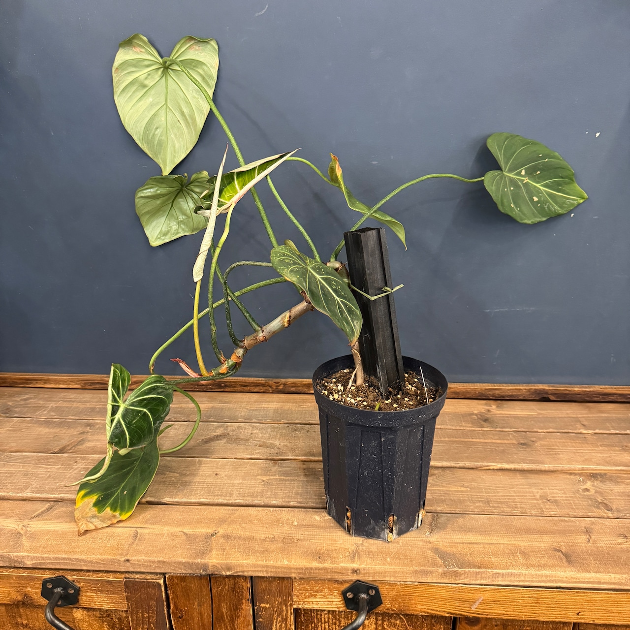 【クリアランス】フィロデンドロン グロリオーサム【16】