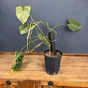 【クリアランス】フィロデンドロン グロリオーサム【16】