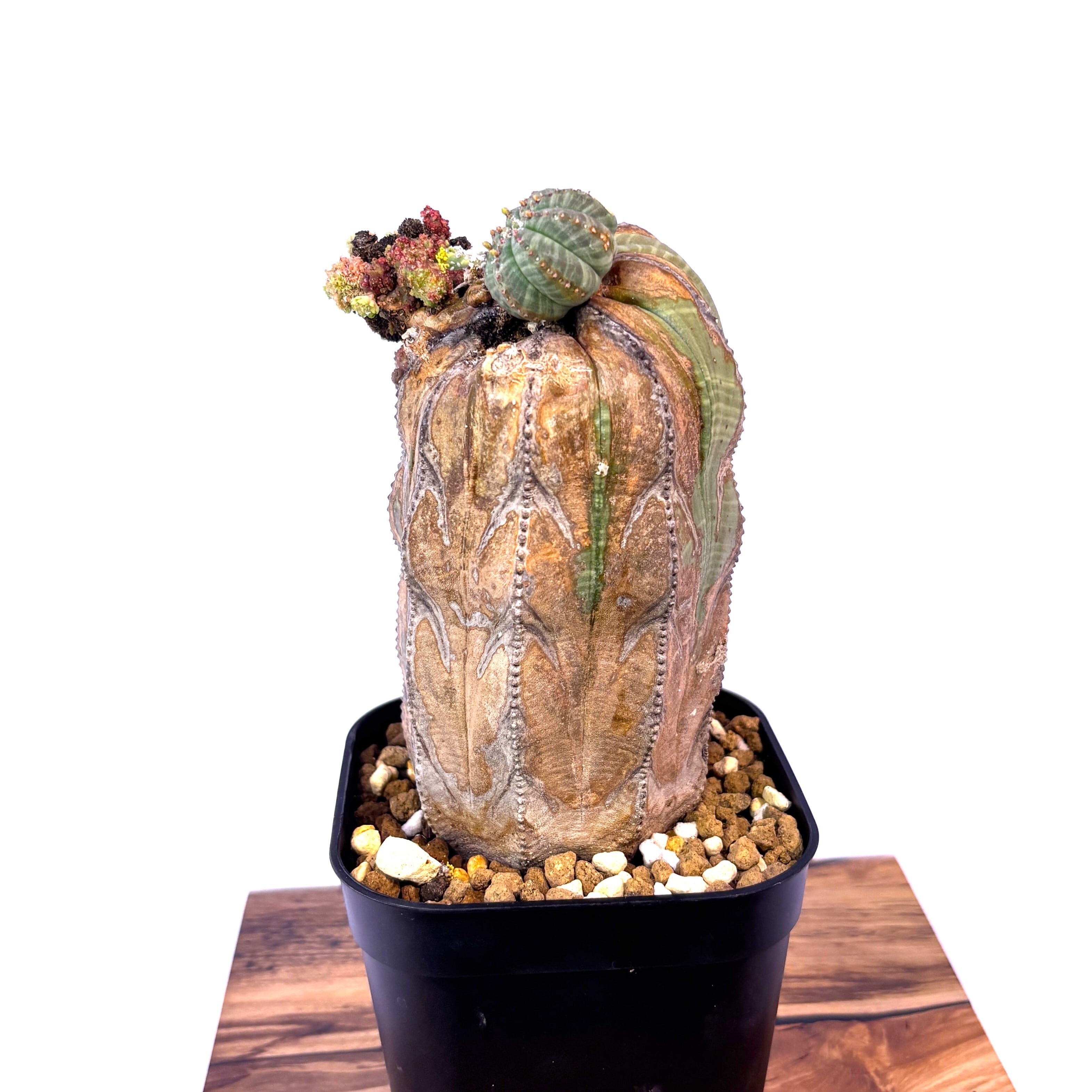 Euphorbia obesa 'Old Wood' - Mutant Tower (Raw Specimen
