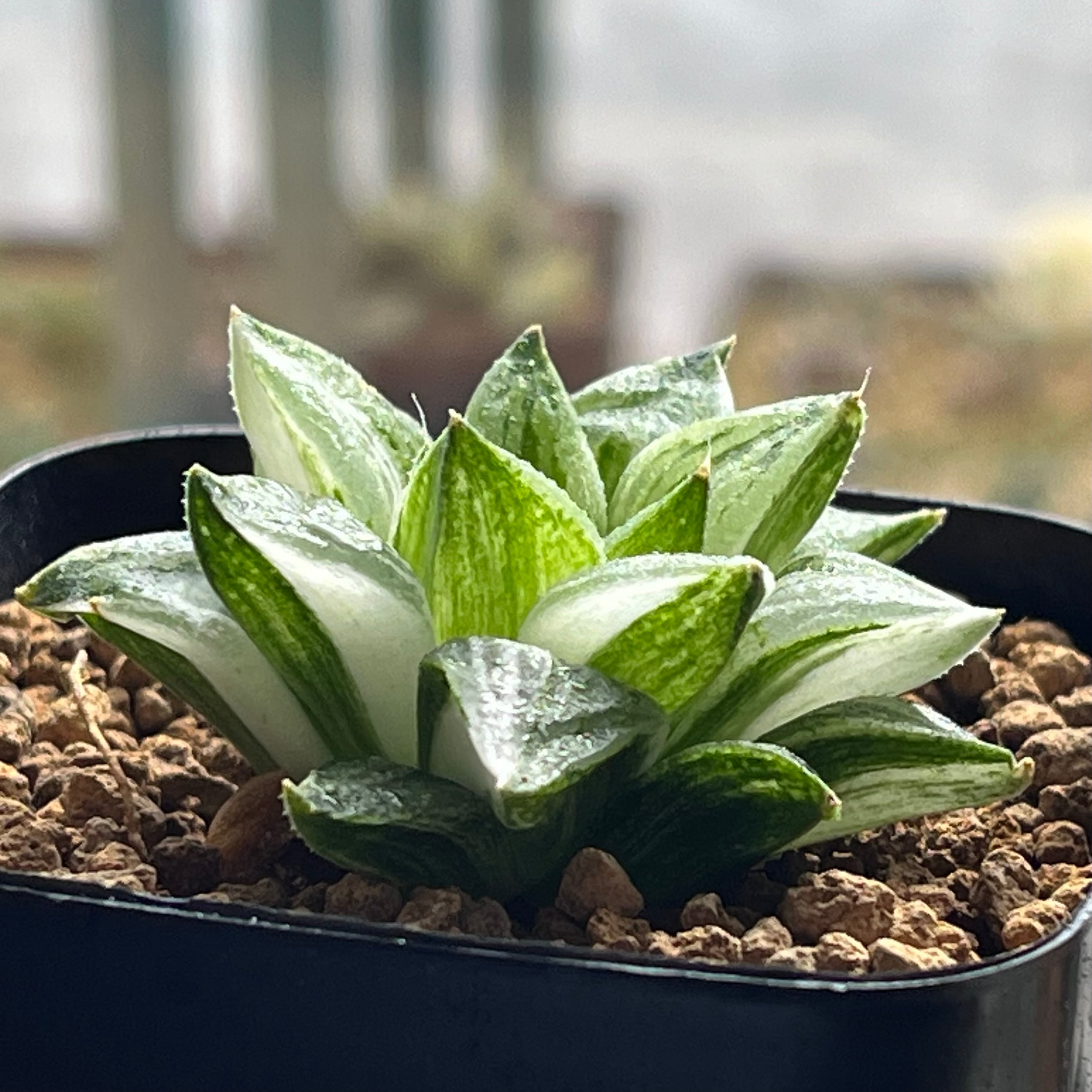 ハオルチア 旧氷砂糖③ | mocono_plants