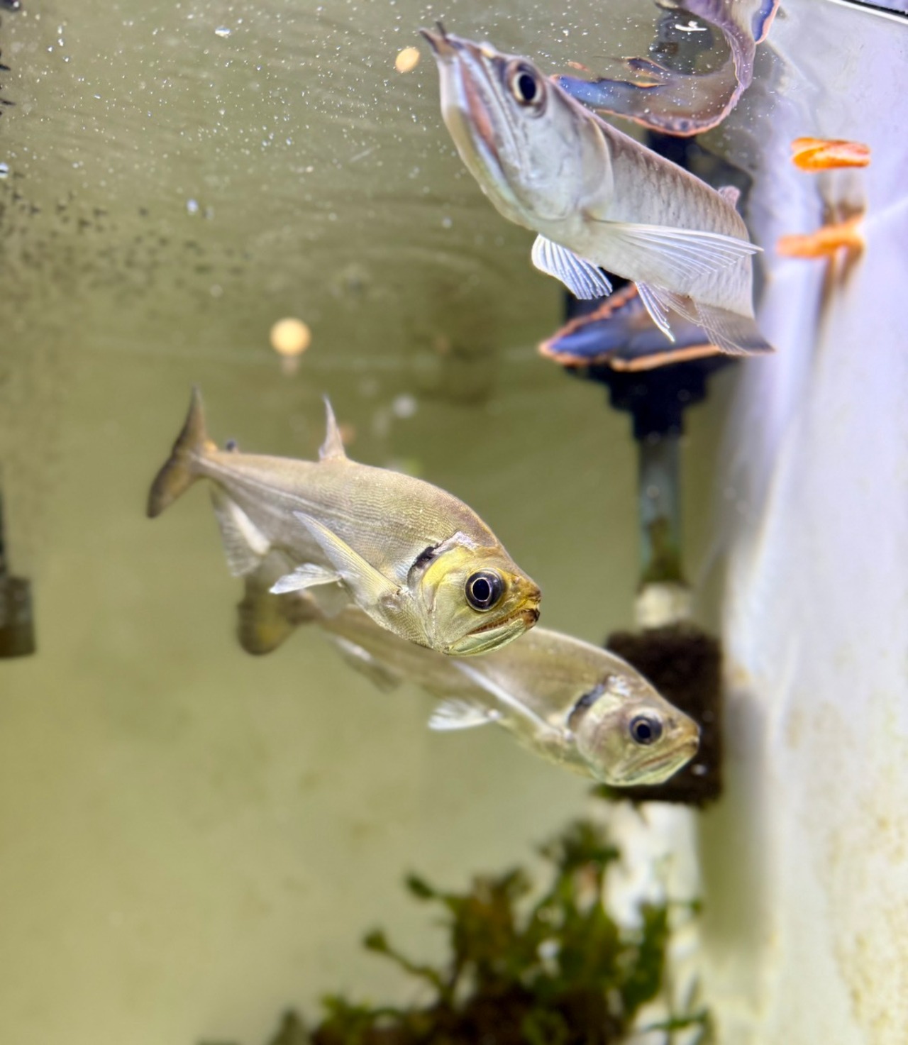 ワイルド・レッドフィンペーシュカショーロ - 2