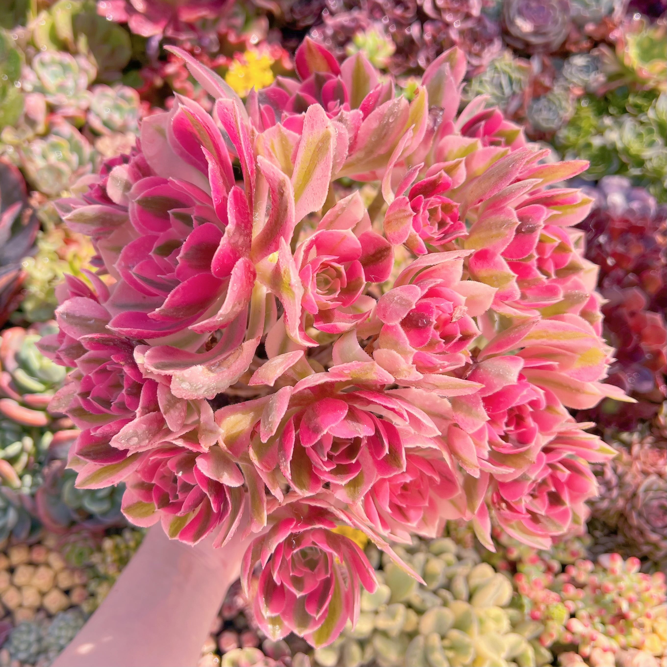 現品　アフラダイティ#046　特大群生　るる農園