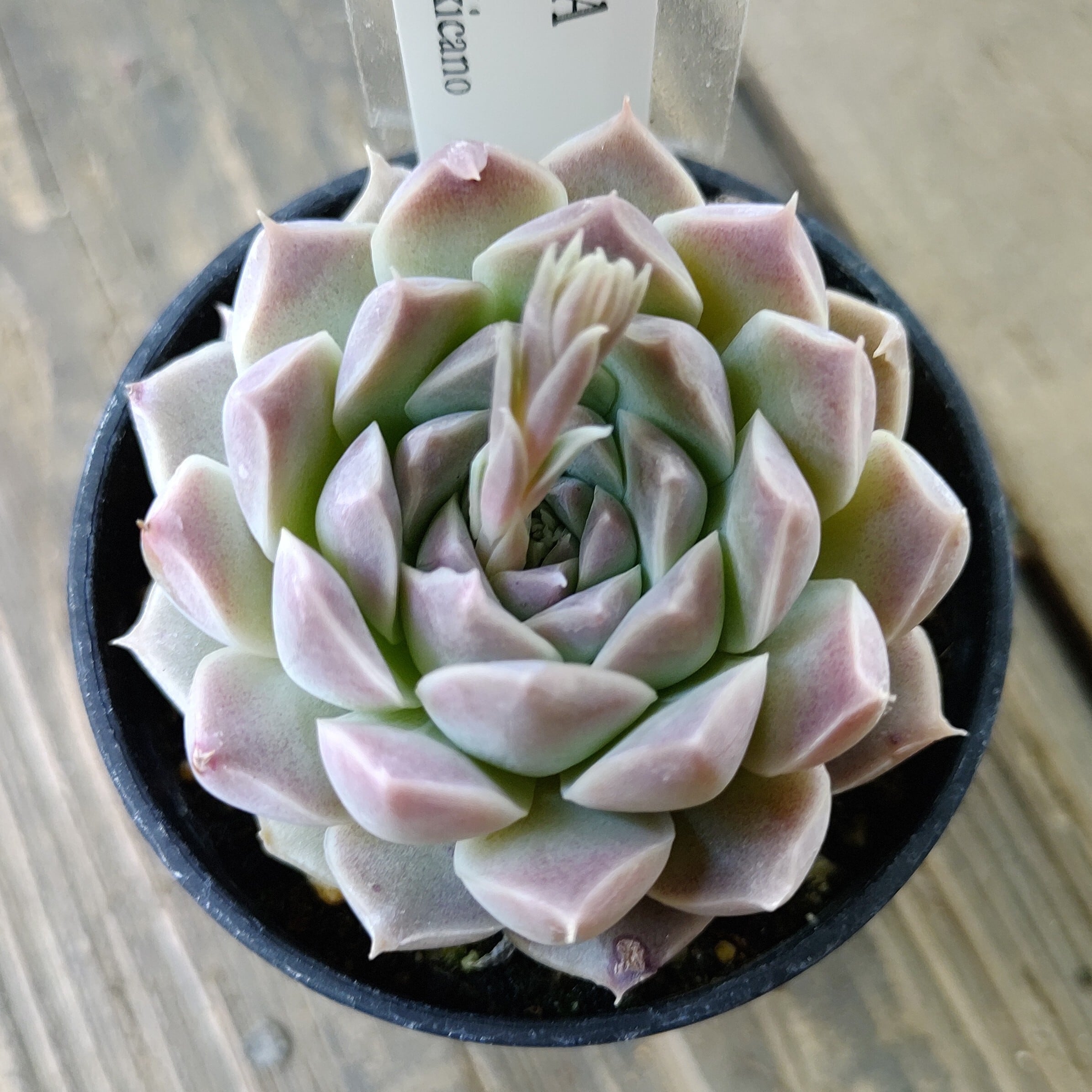 カナリア錦(アエオニウム) | RuPo 多肉植物専門店